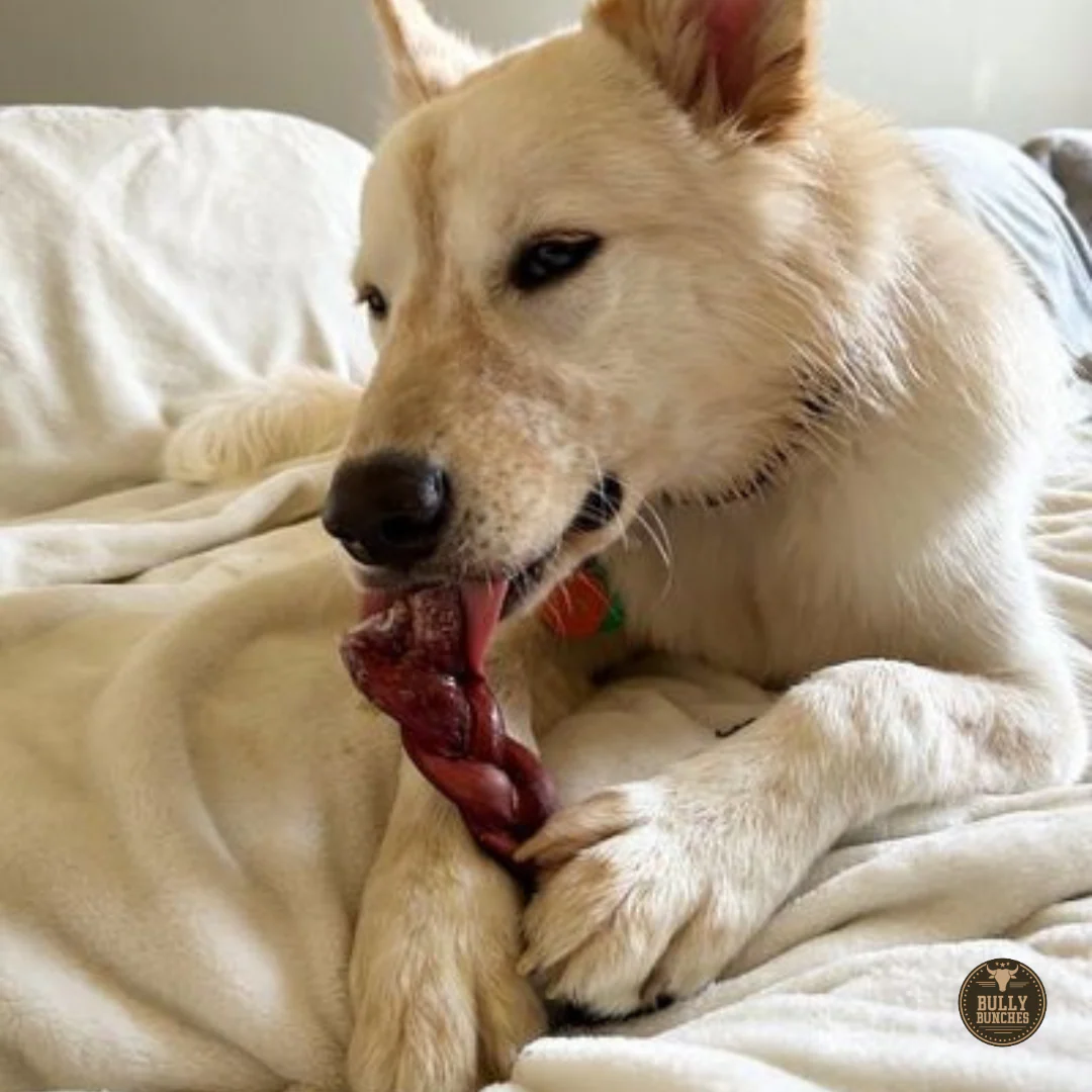 6 Inch Thick Braided Bully Stick - Image 3