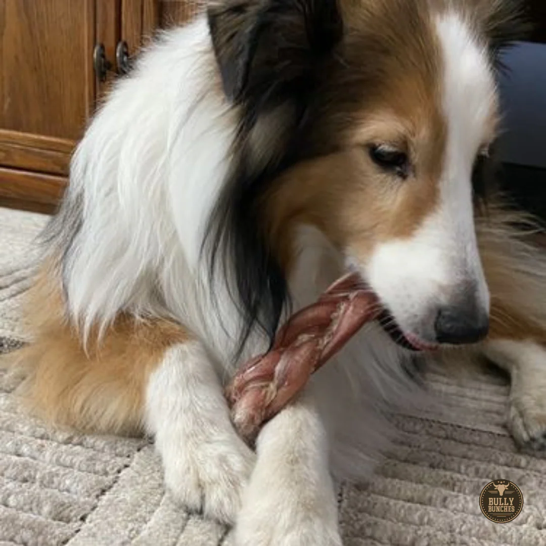 6 Inch Thick Braided Bully Stick - Image 5