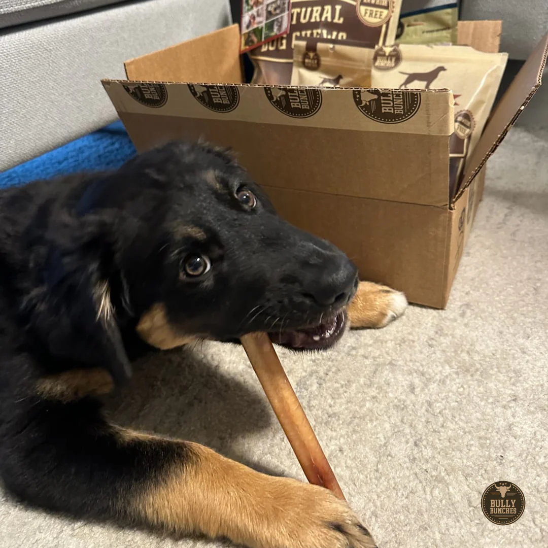 6 Inch Thick Bully Stick - Image 3