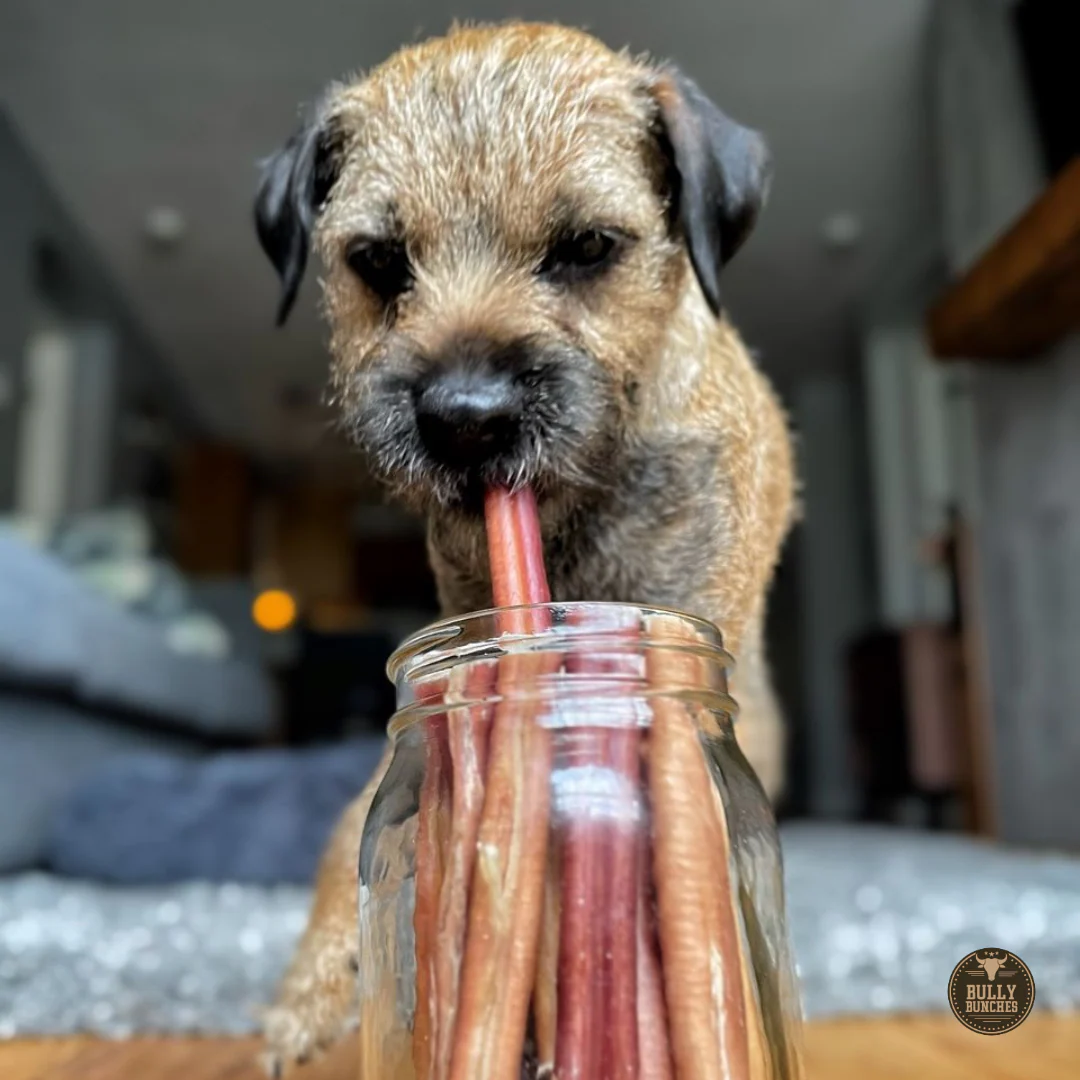 6 Inch Thick Bully Stick - Image 6