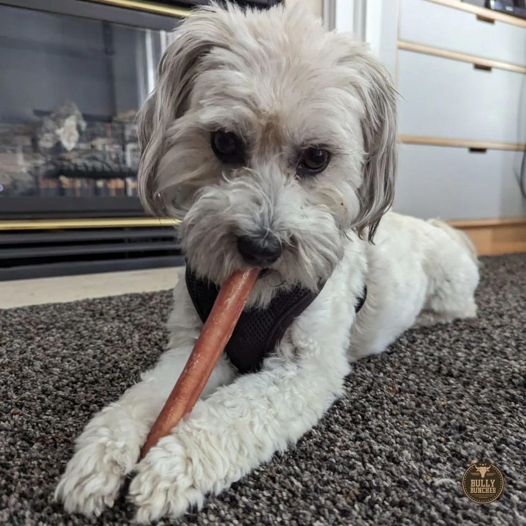 6 Inch Thick Bully Stick - Image 9