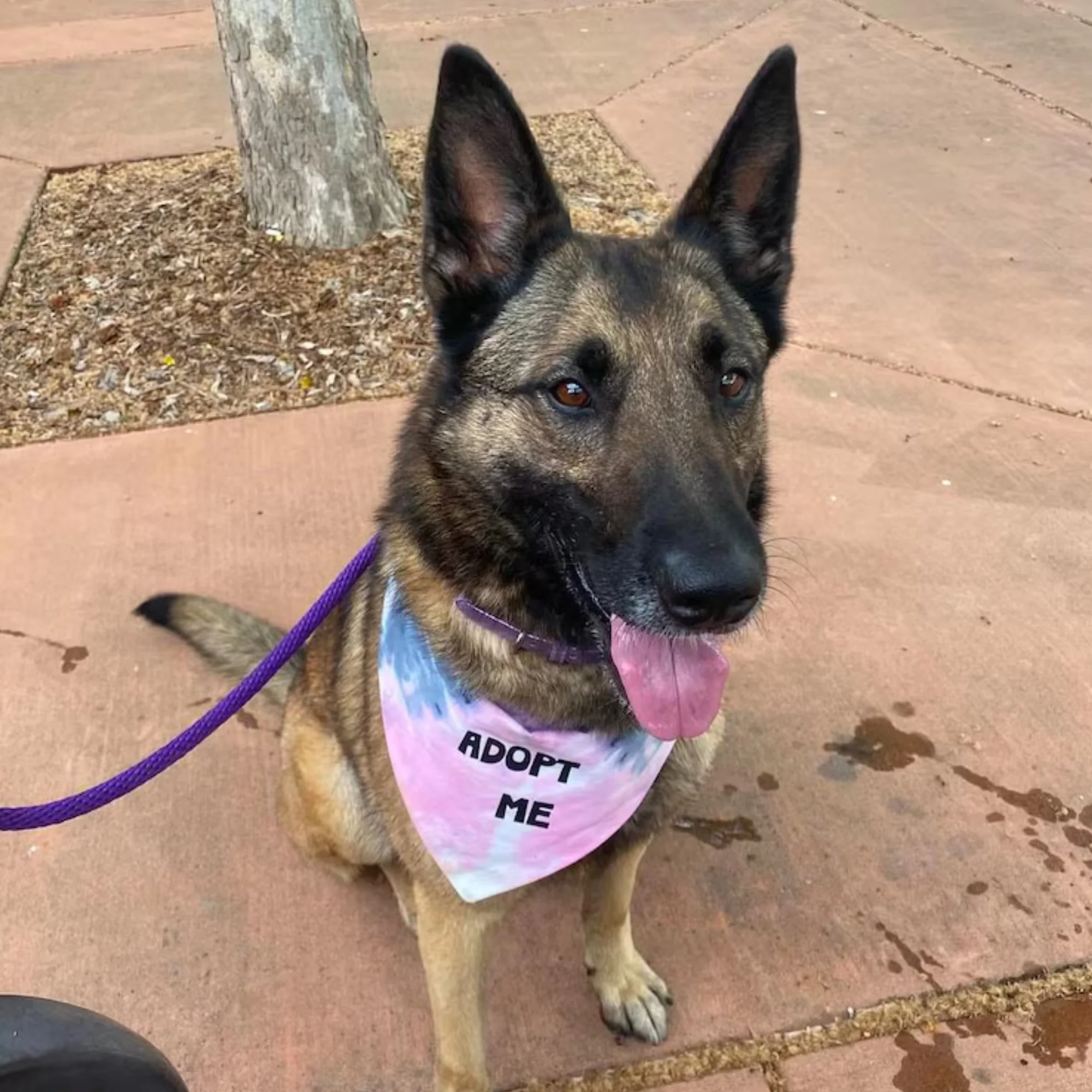 Adopt Me Tie Dye Dog Bandana Best Seller - Image 4