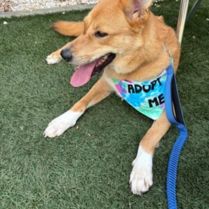 Adopt Me Tie Dye Dog Bandana Best Seller - Image 5