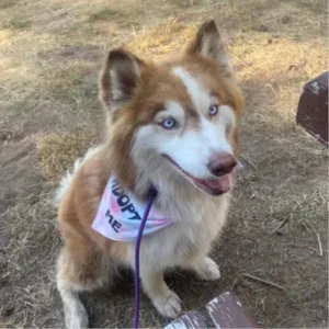 Adopt Me Tie Dye Dog Bandana Best Seller - Image 6