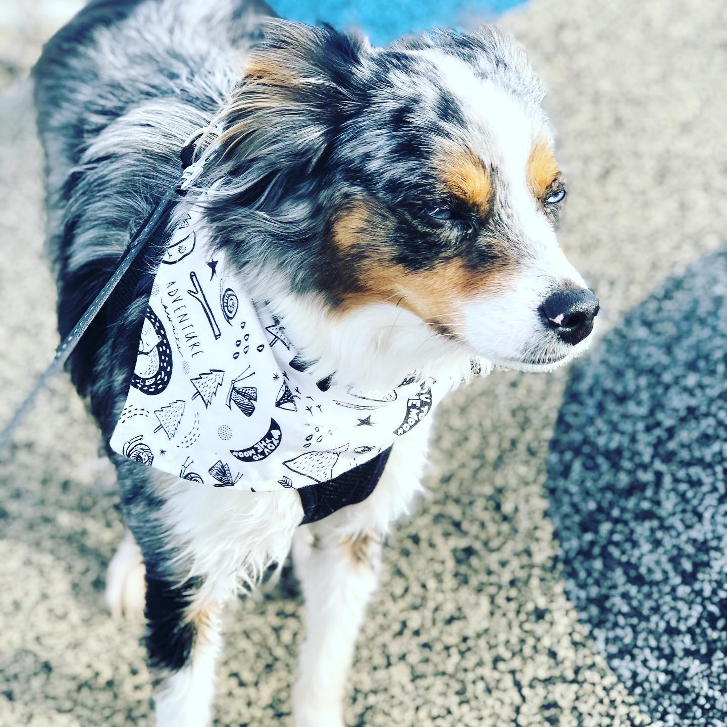 "Adventure" Dog Bandana - Image 10