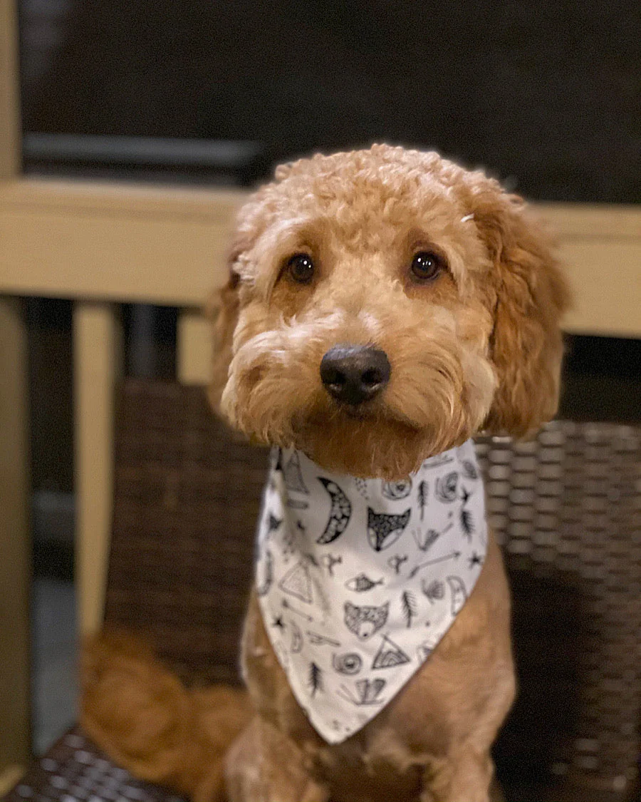 "Adventure" Dog Bandana - Image 12