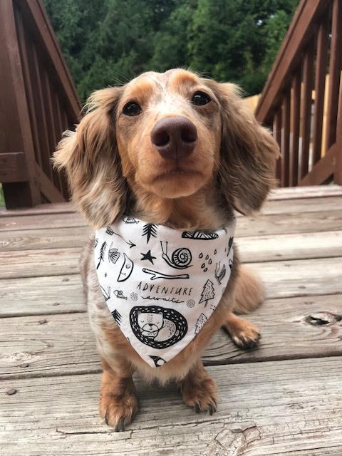 "Adventure" Dog Bandana - Image 4