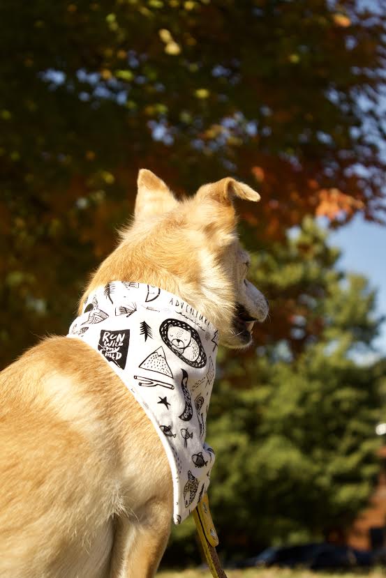 "Adventure" Dog Bandana - Image 6