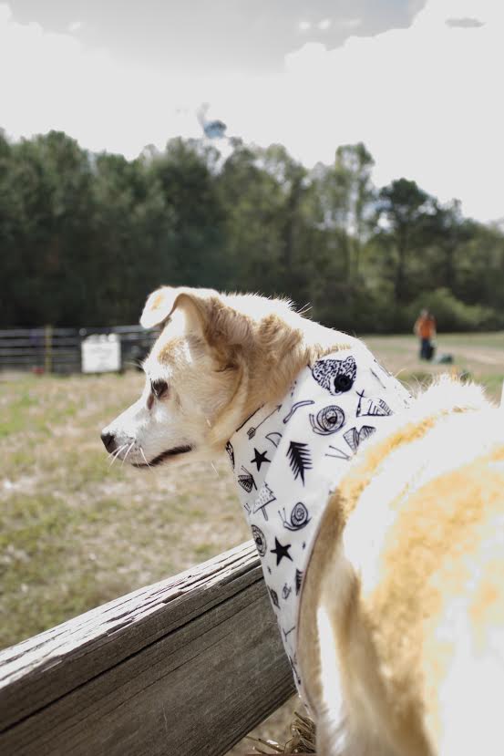 "Adventure" Dog Bandana - Image 7