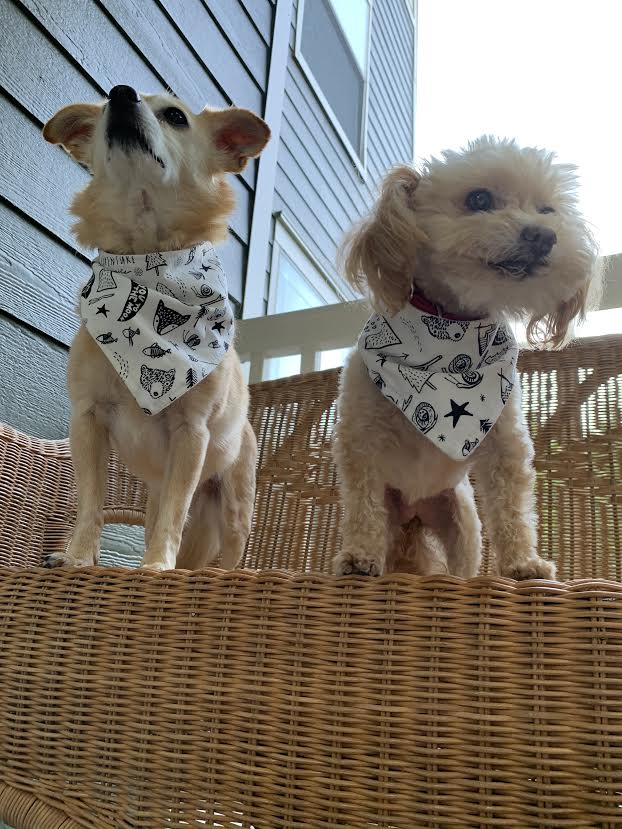 "Adventure" Dog Bandana - Image 8
