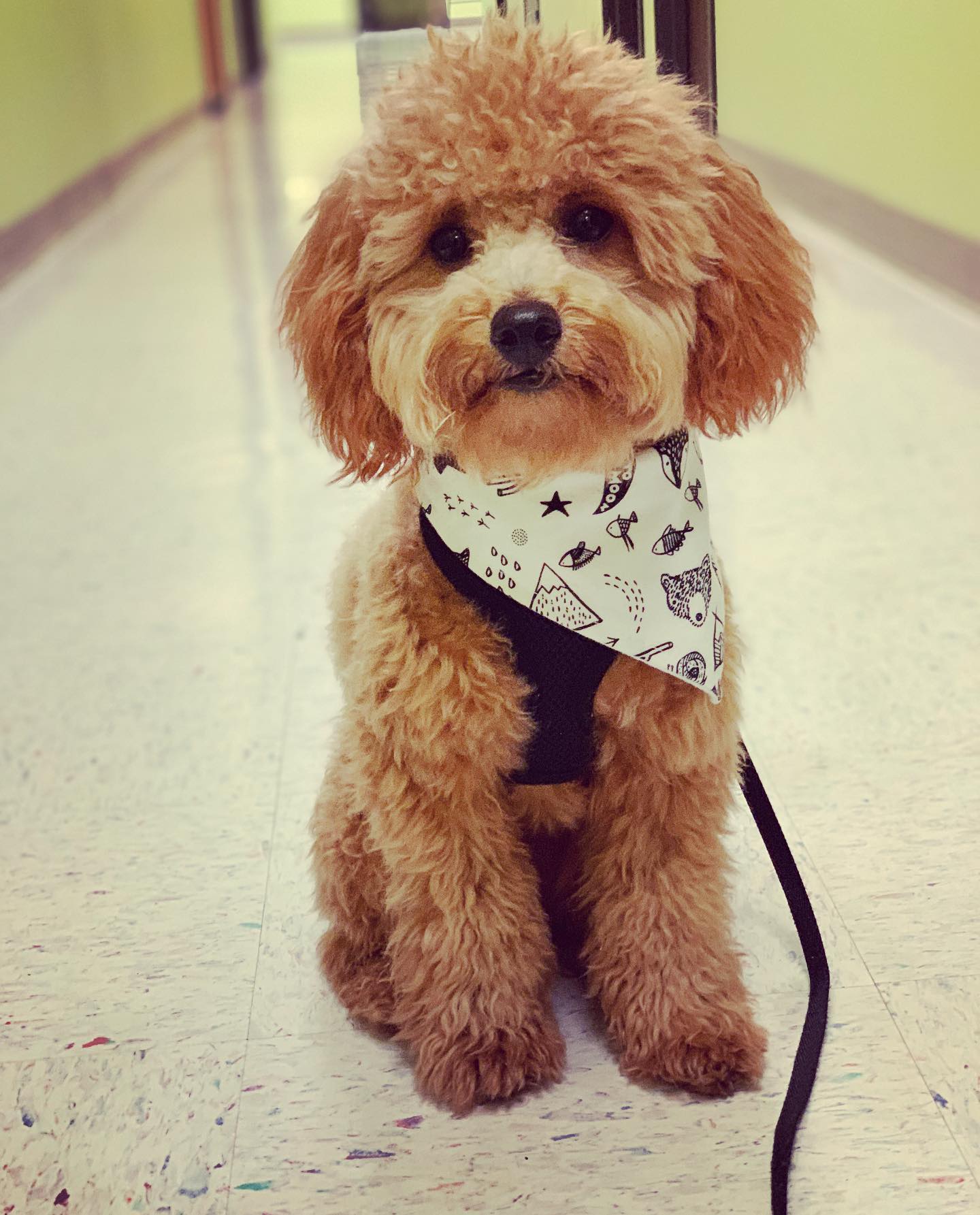 "Adventure" Dog Bandana - Image 9