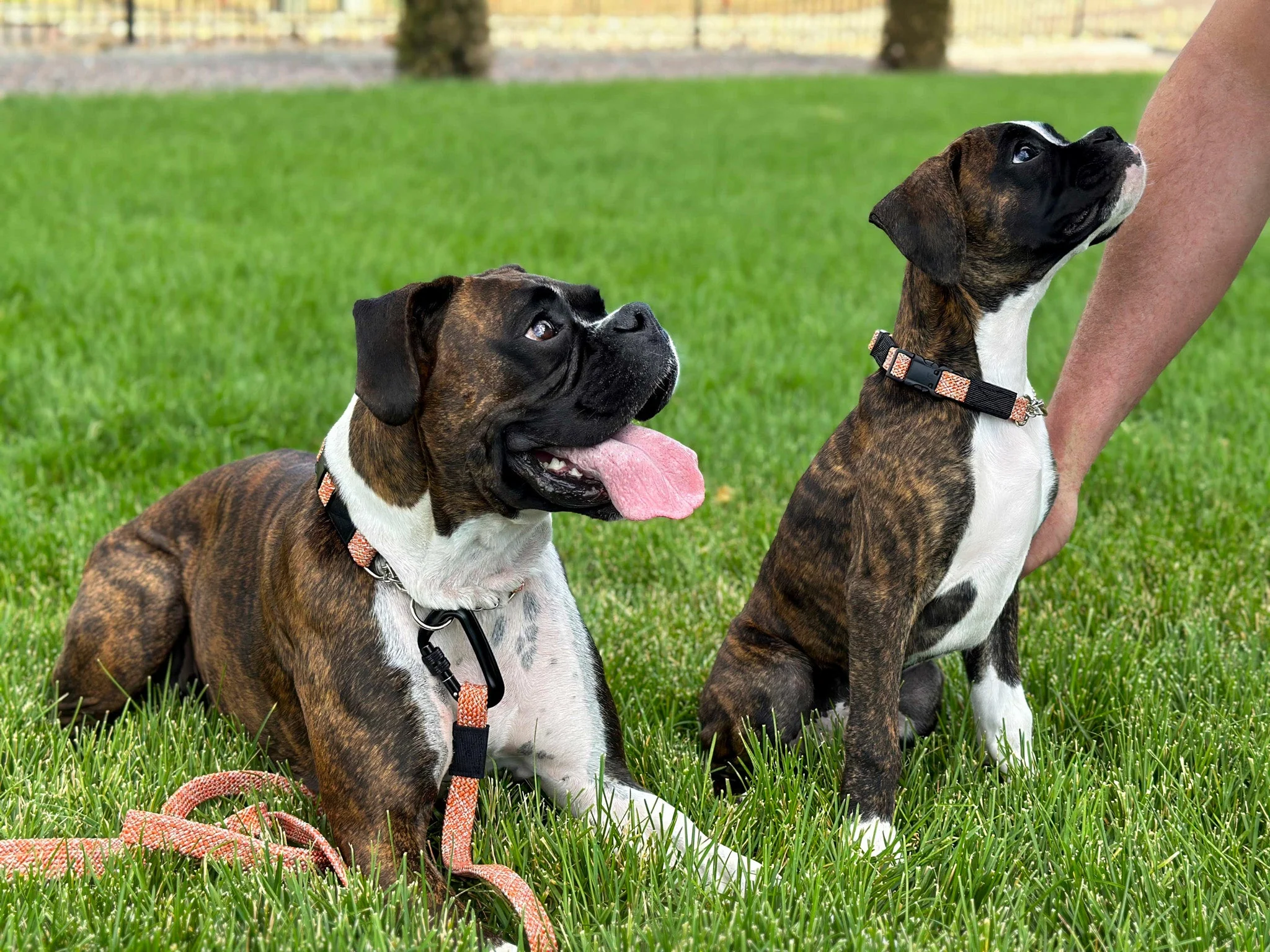 Adventure Style Flat Weave Climbing Rope Martingale Dog Collar - Image 4