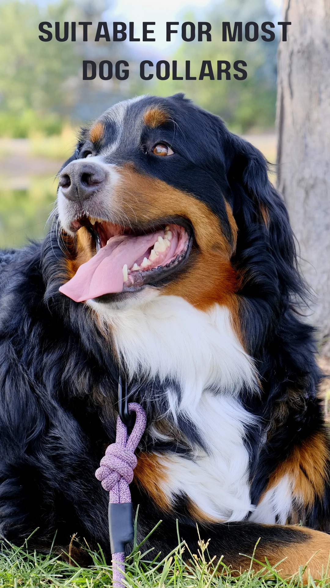 Adventure Style Mountain Blush Climbing Rope Dog Leash - Image 2