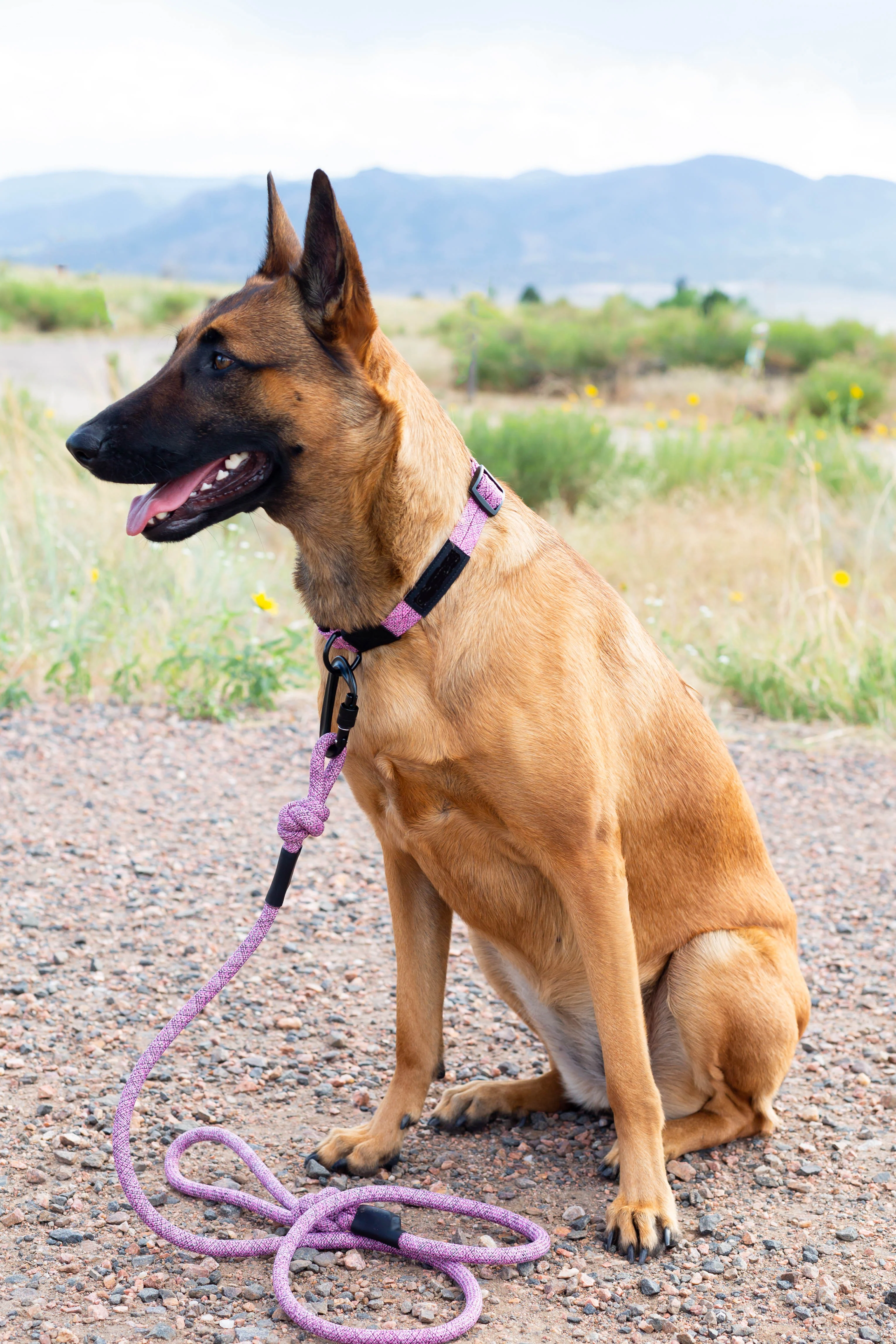 Adventure Style Mountain Blush Climbing Rope Dog Leash - Image 5