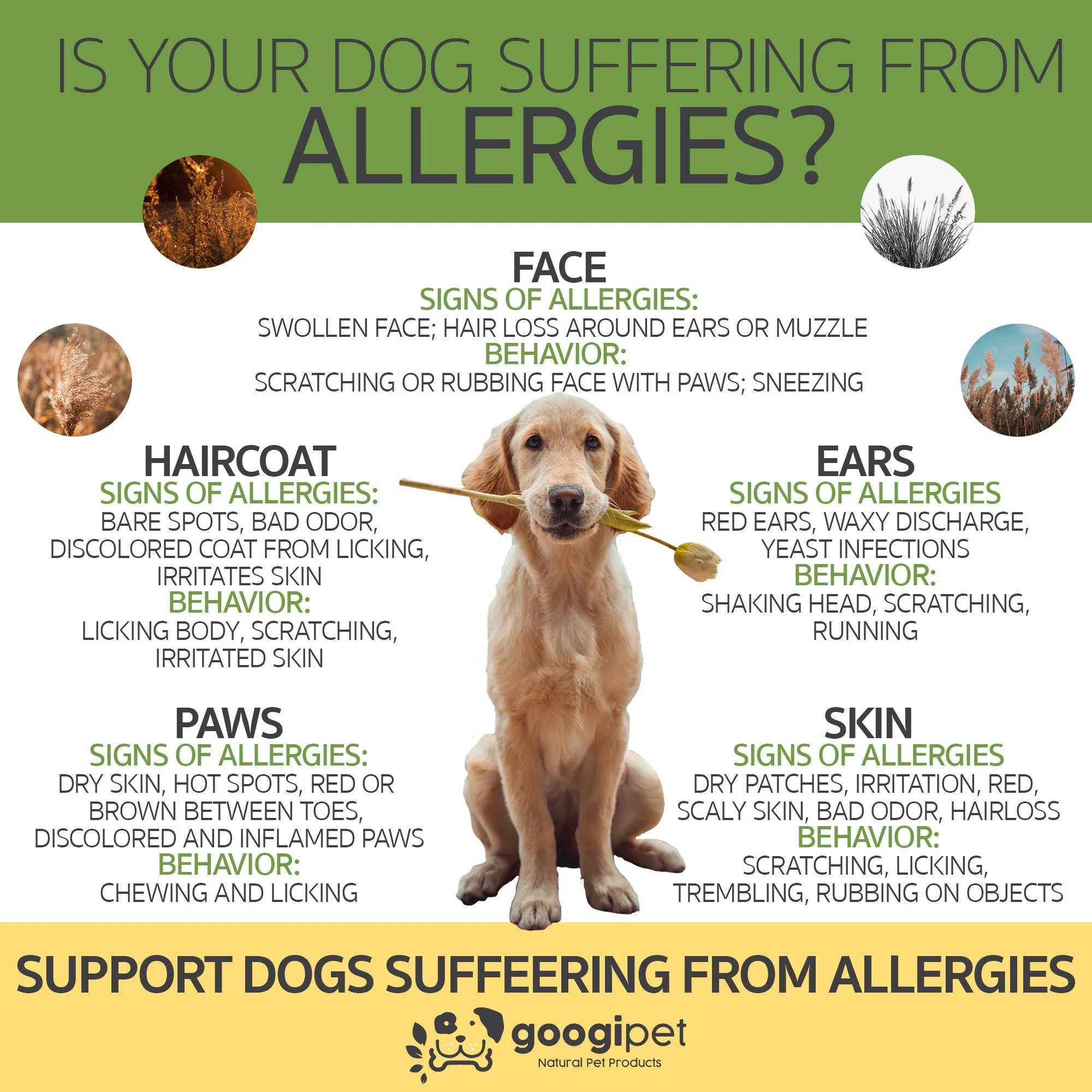 Allergy & Immune Support Chews for Dogs (Peanut Butter Flavor) - Image 8