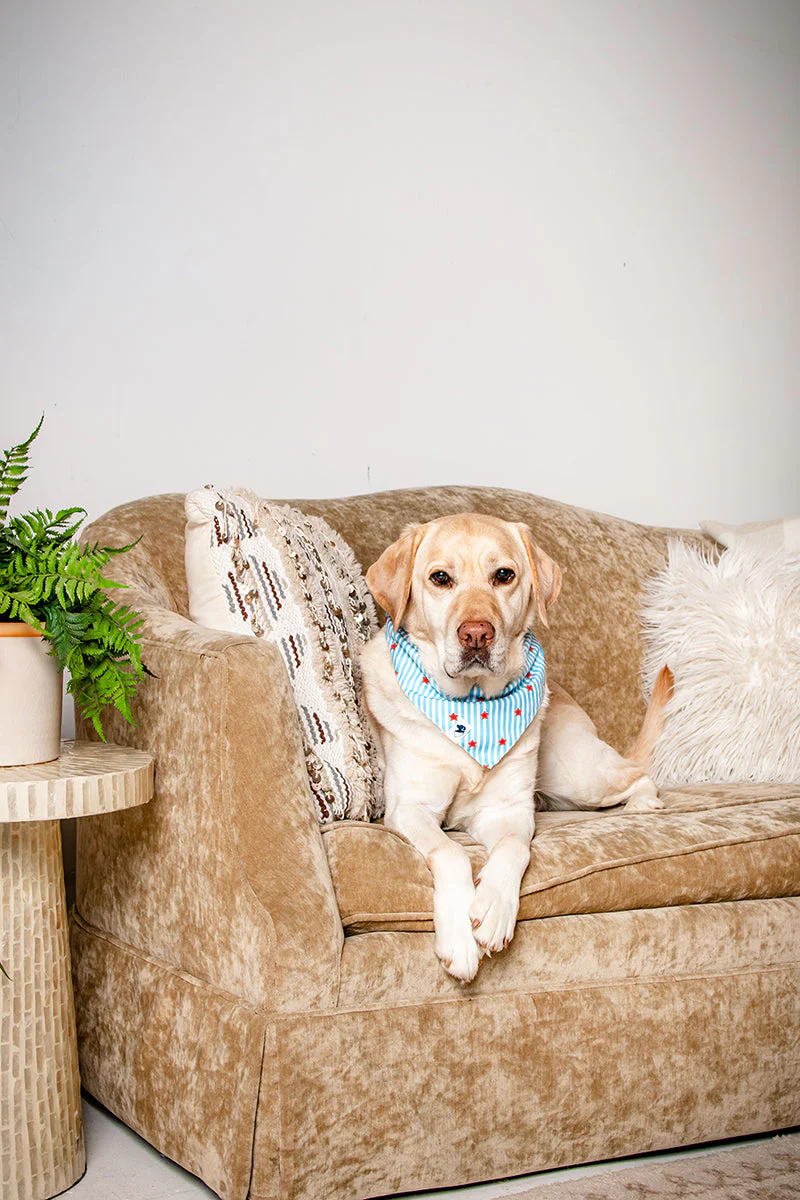 American Summer Dog Bandana - Image 4