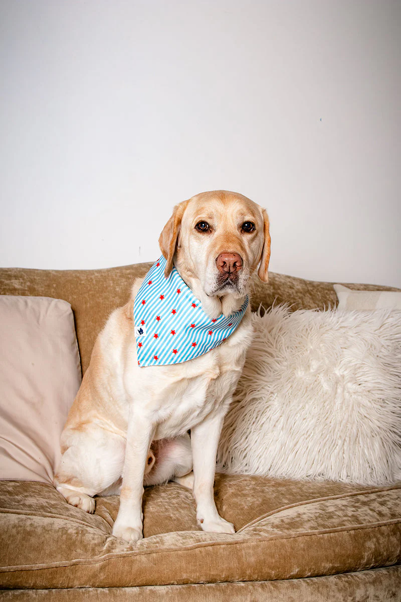 American Summer Dog Bandana - Image 5