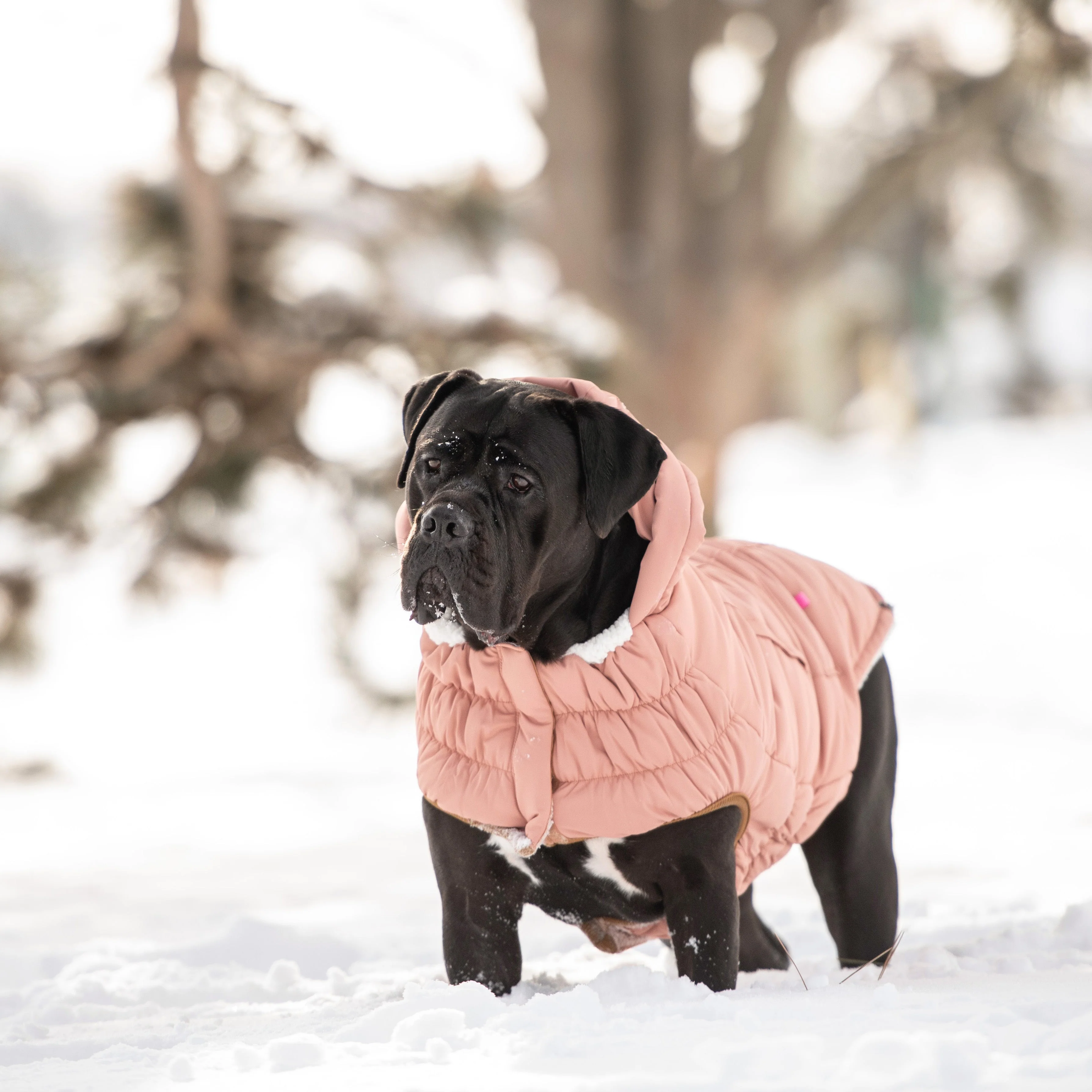 Arctic Parka - Clay - Image 5