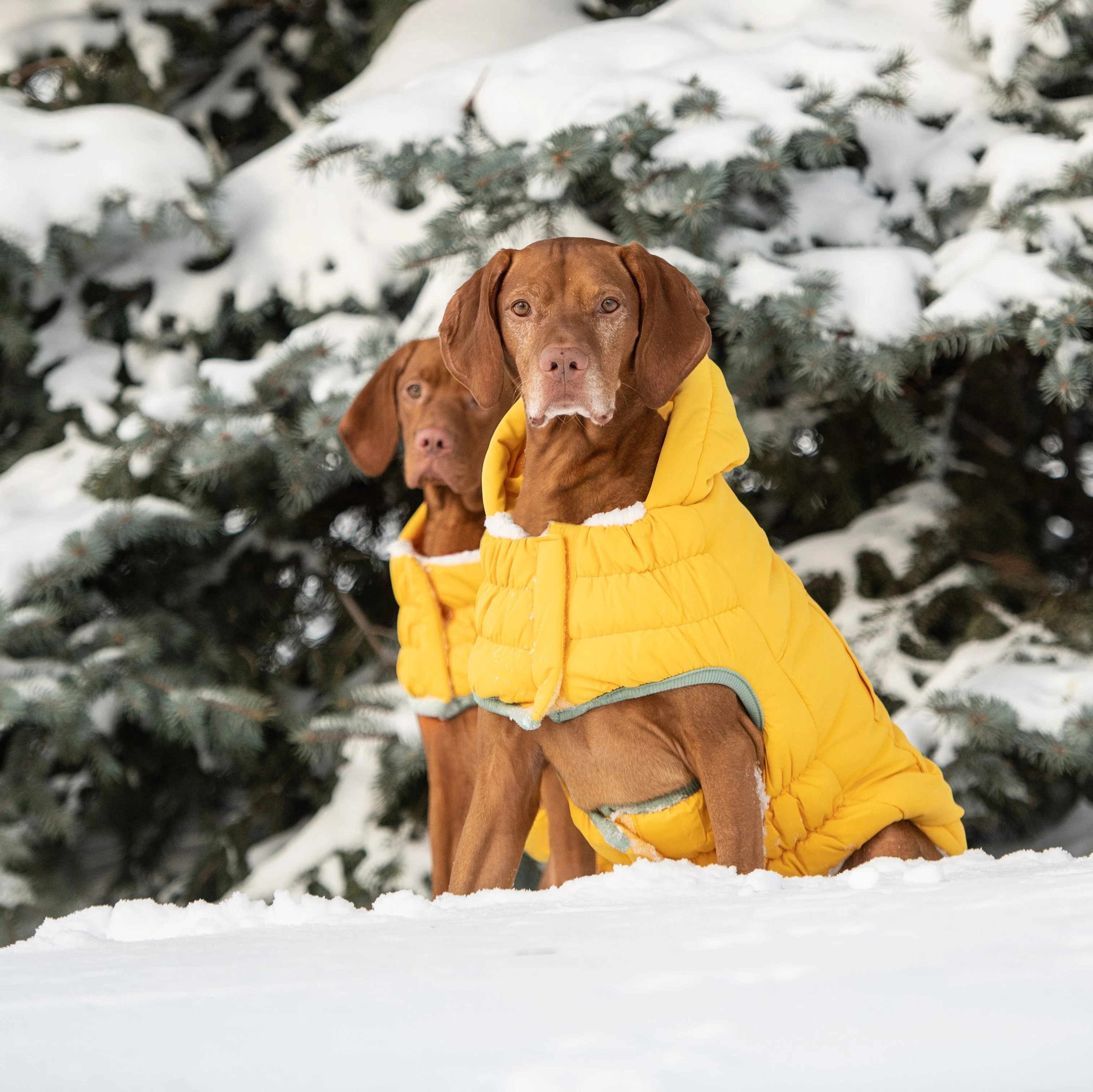 Arctic Parka - Yellow - Image 6