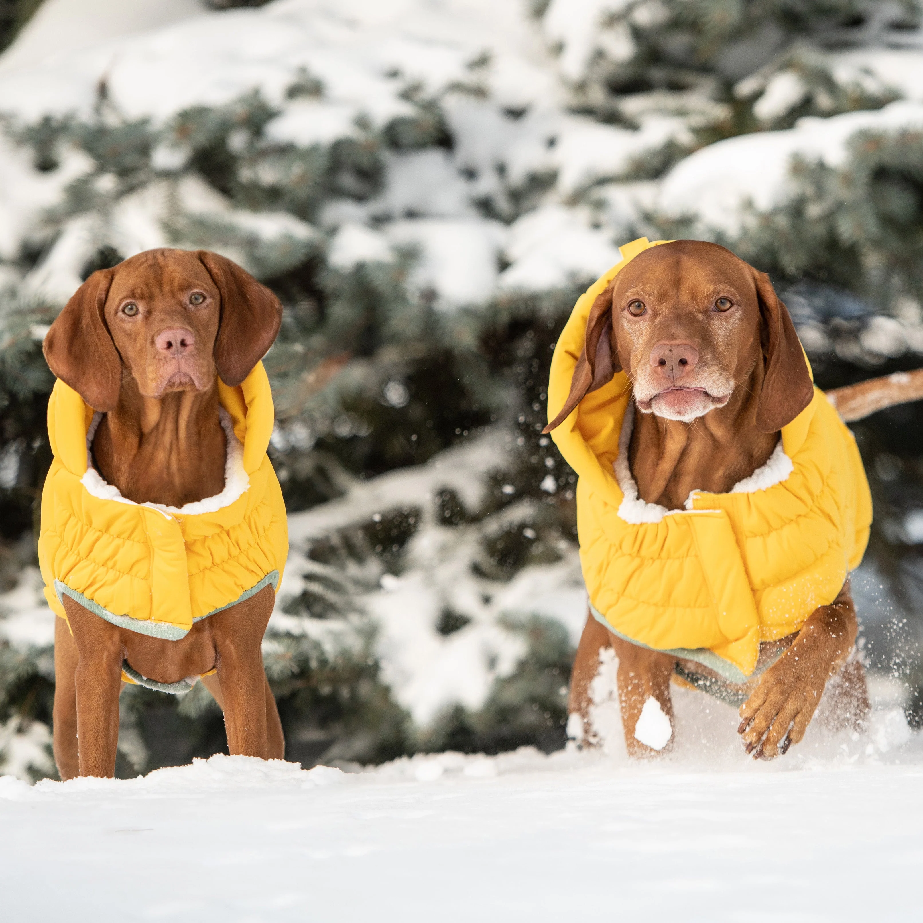 Arctic Parka - Yellow - Image 7