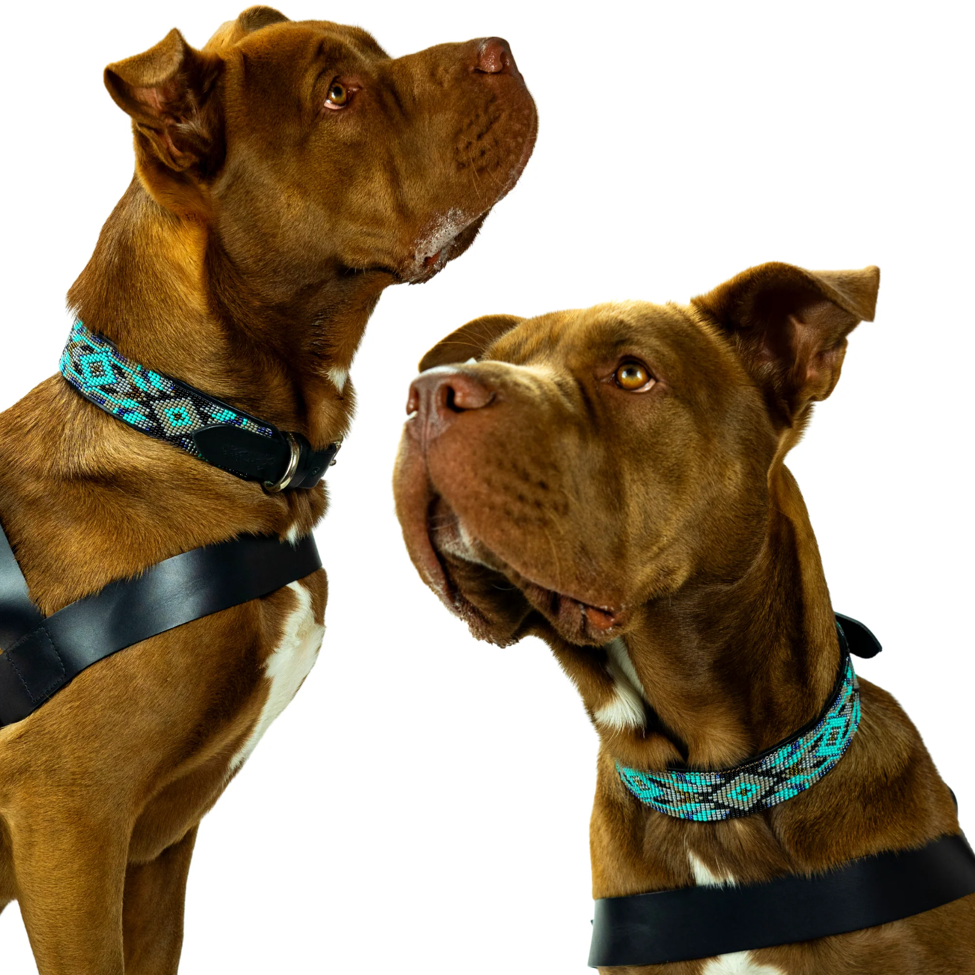 Aspen Sambboho dog collar (made to order) - Image 6