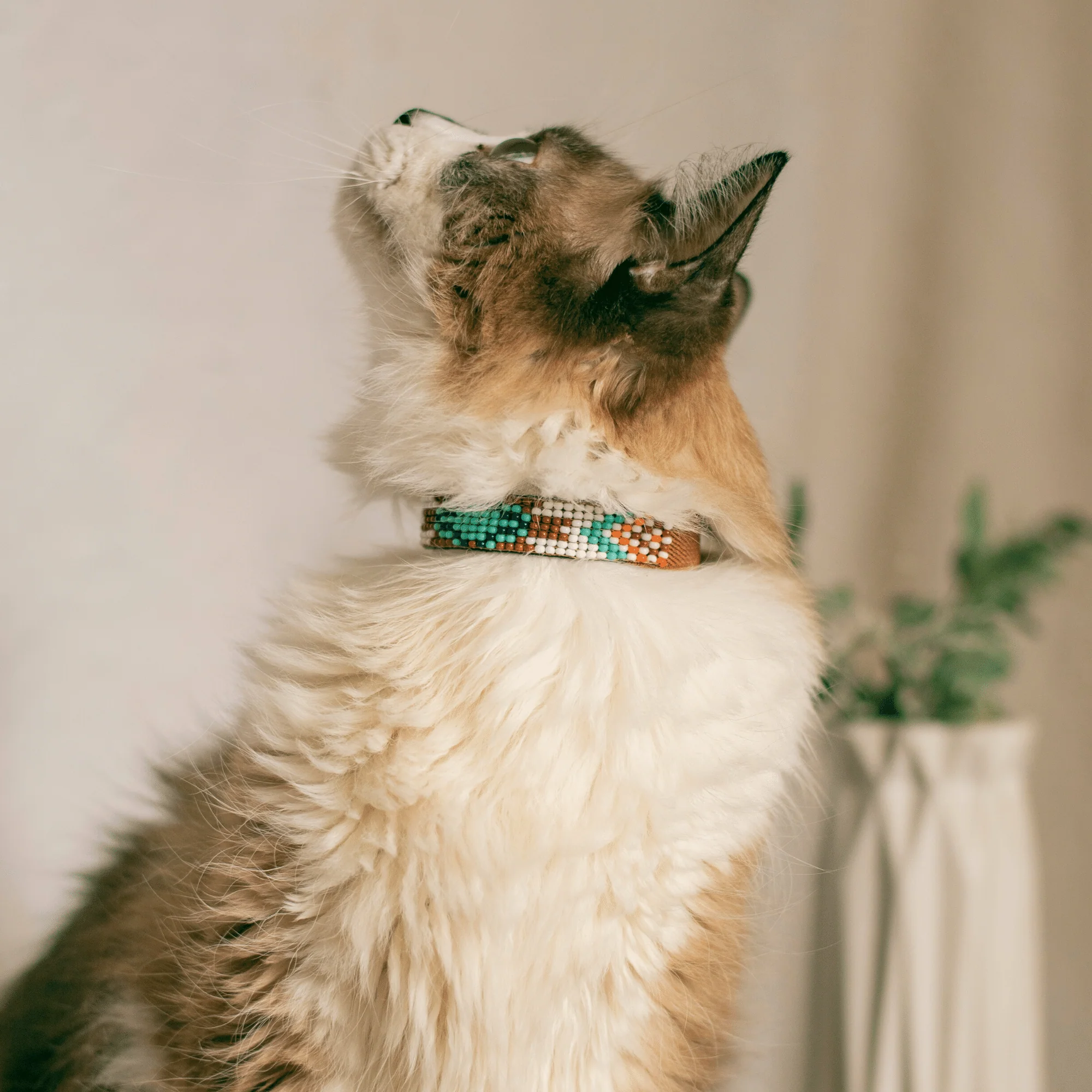 Aztec Sambboho cat collar - Image 5