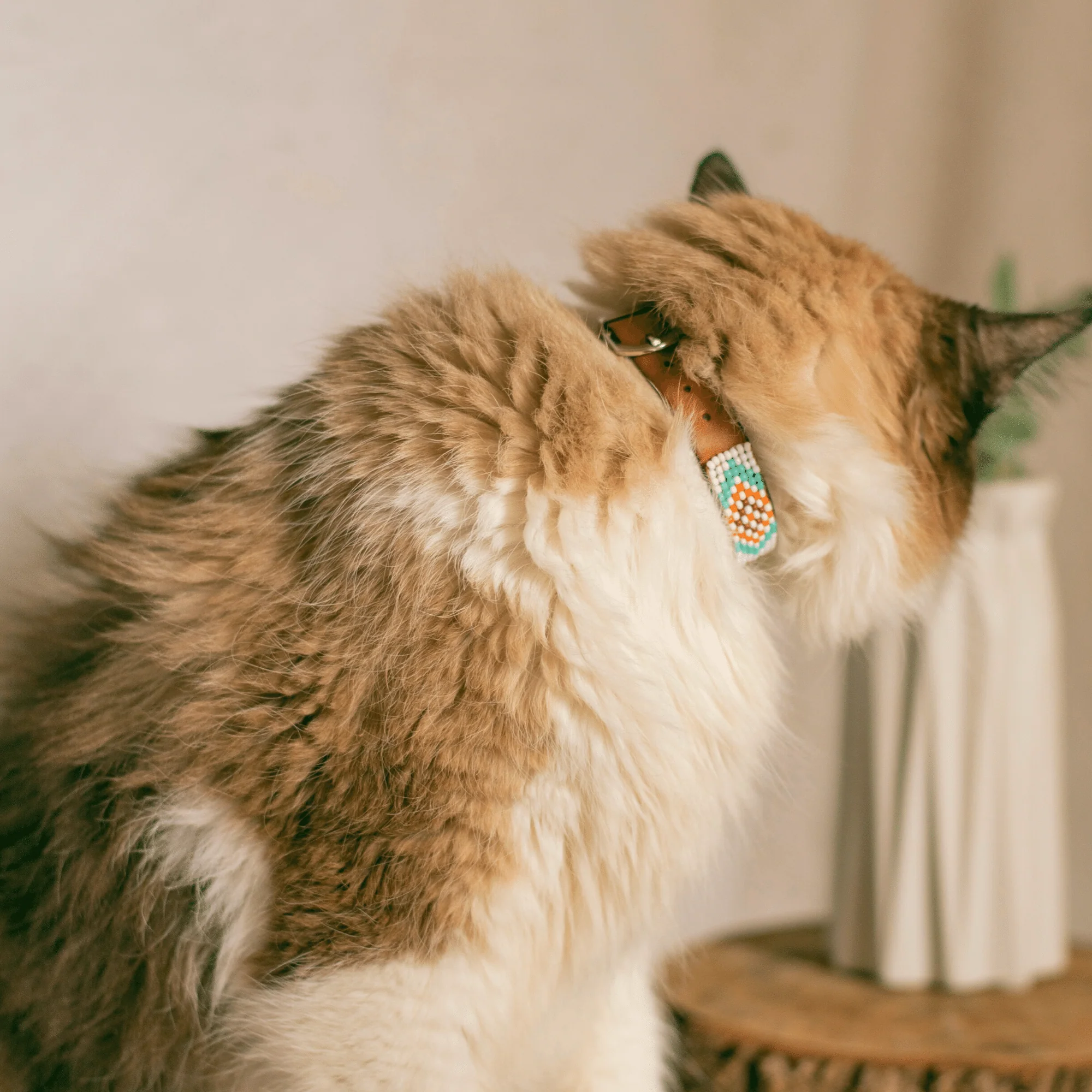 Aztec Sambboho cat collar - Image 6