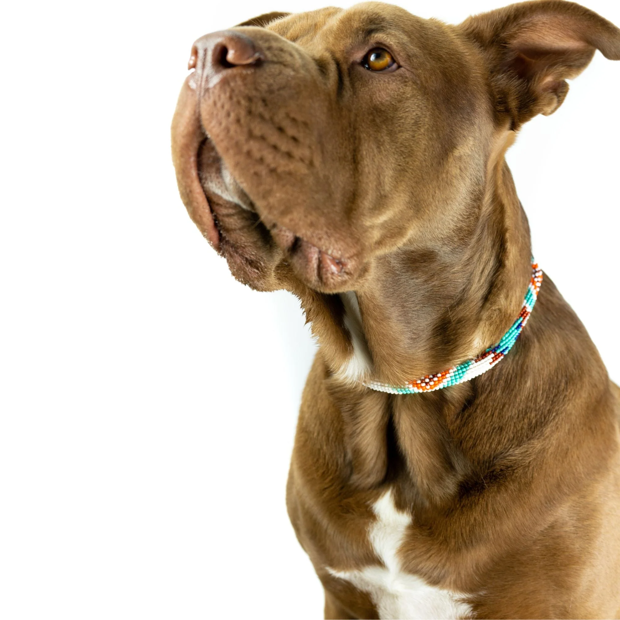 Aztec Sambboho dog collar (rolled) - Image 4