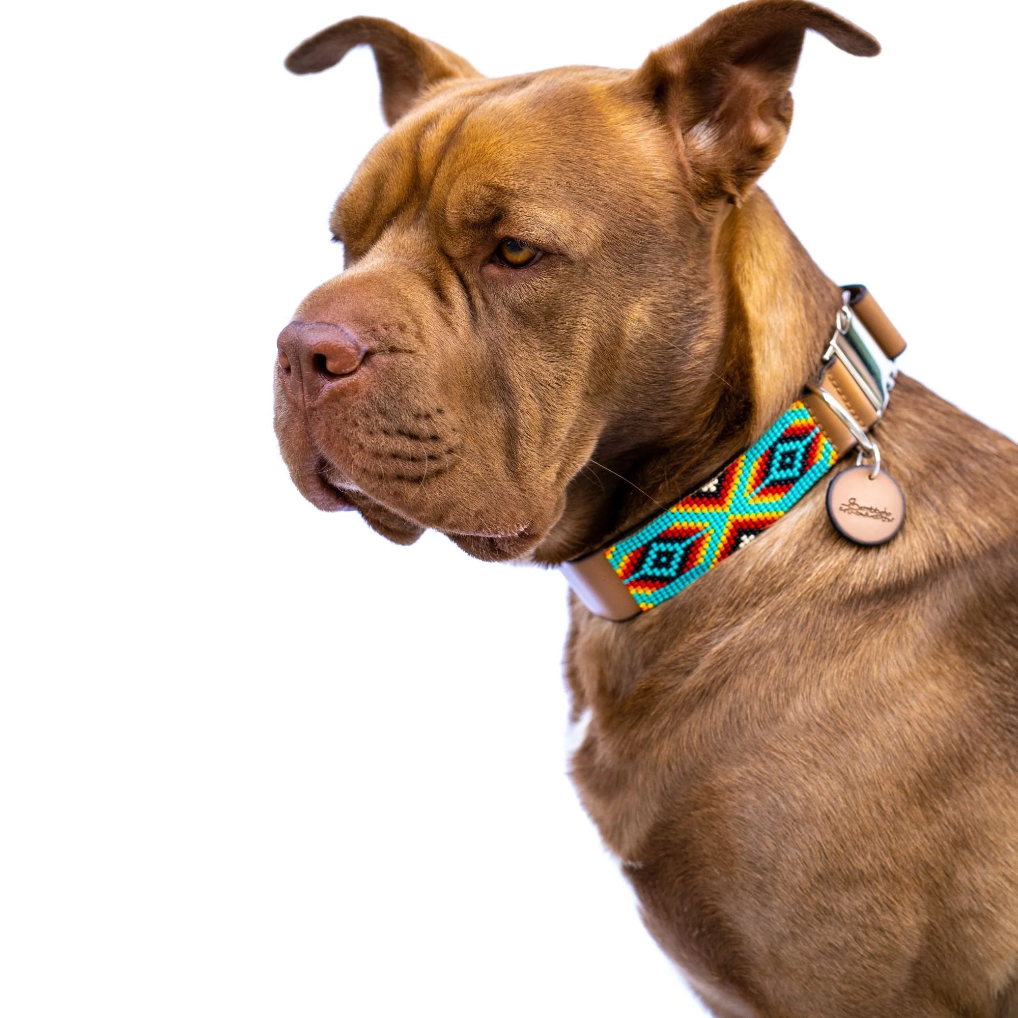 Bahamas dog collar (quick release) - Image 4