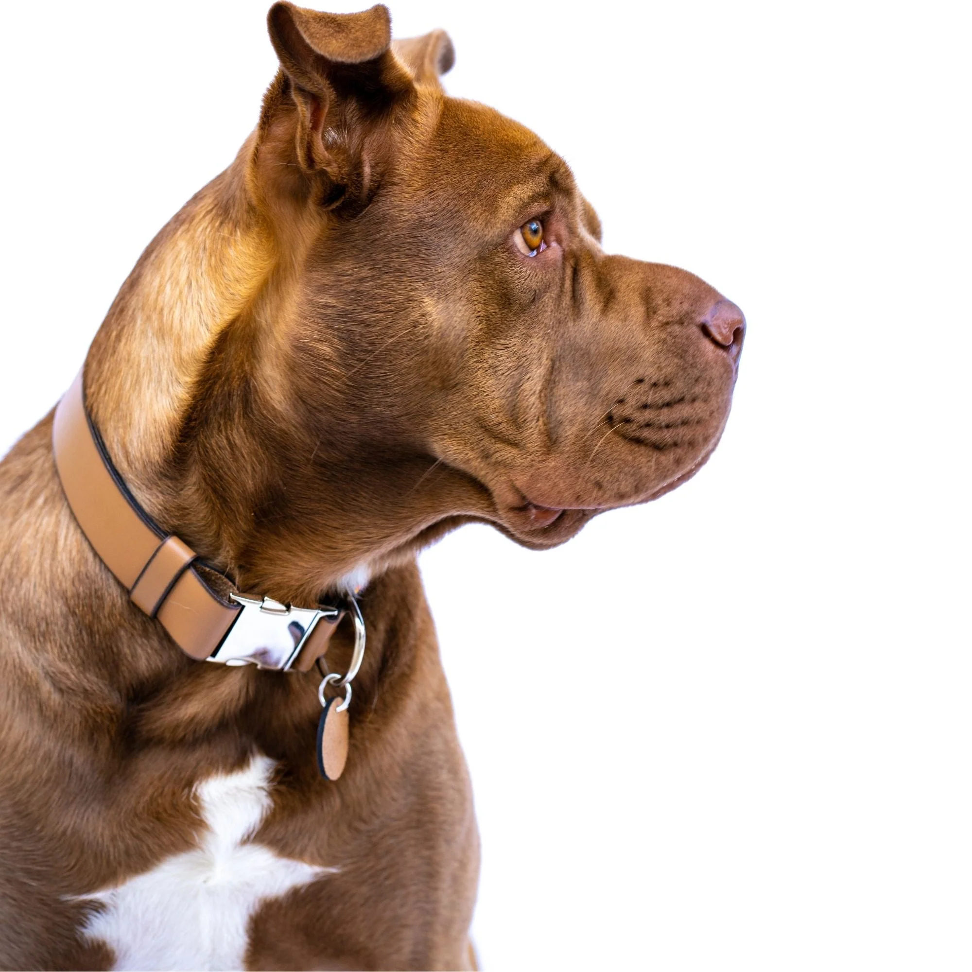 Bahamas dog collar (quick release) - Image 5