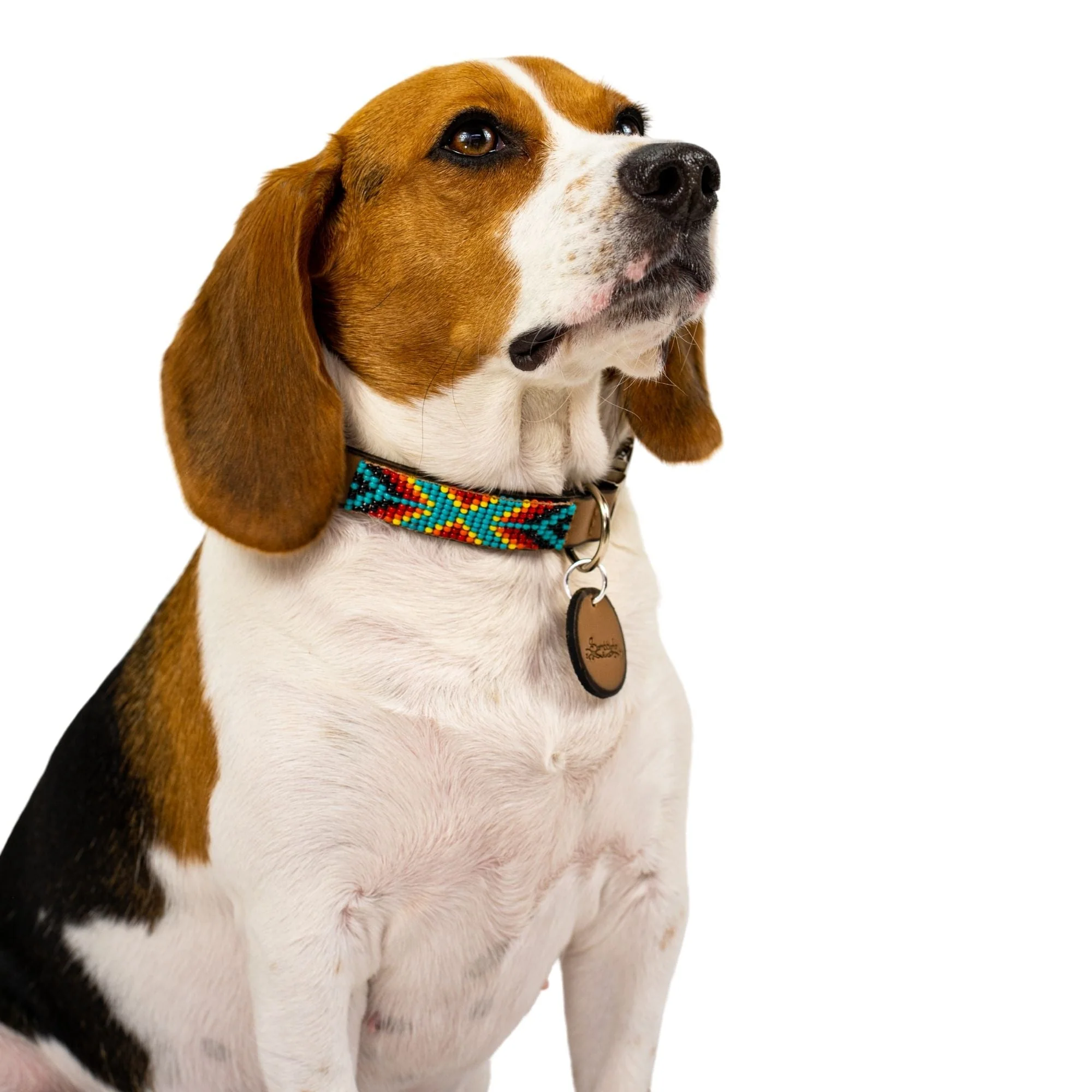 Bahamas dog collar (quick release) - Image 6