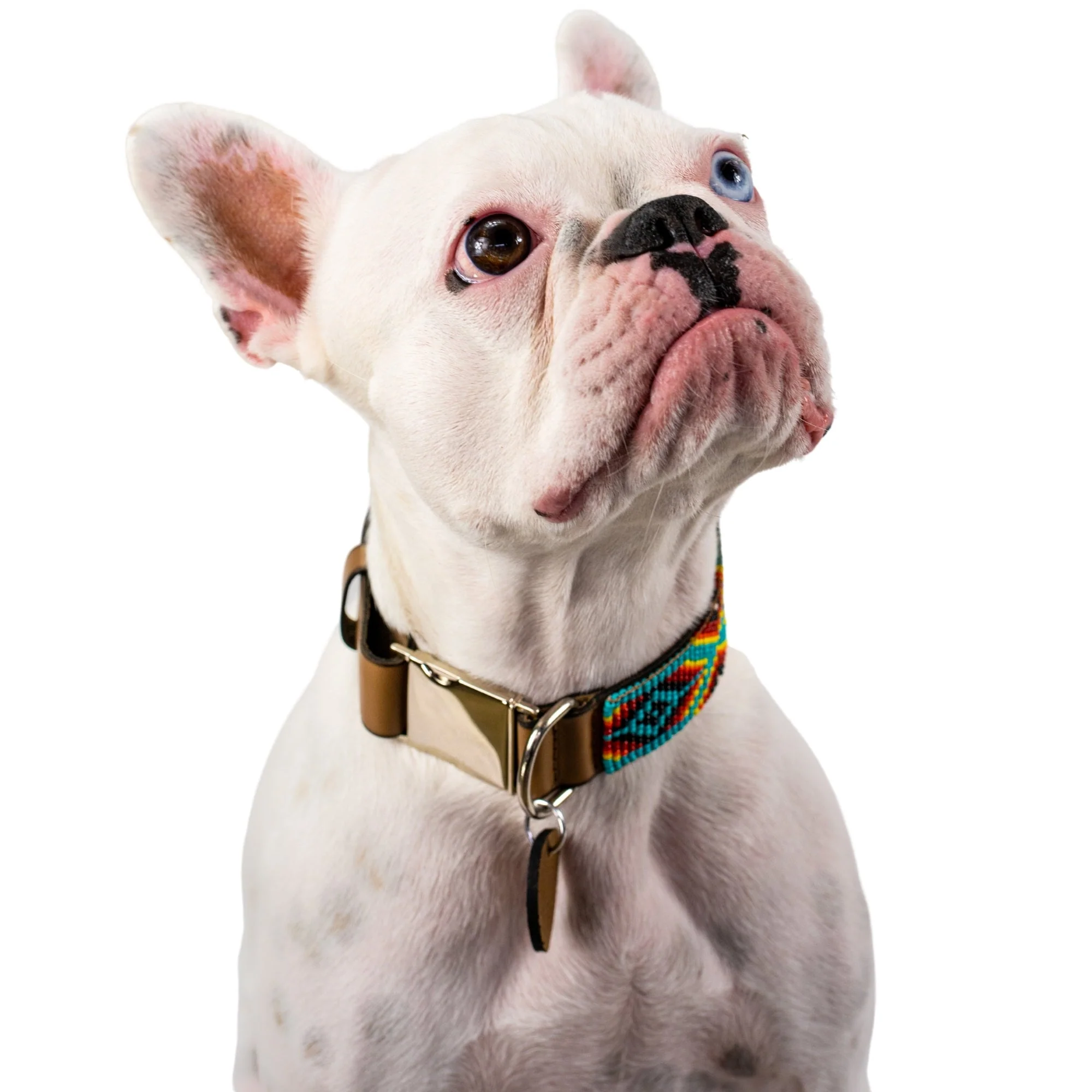 Bahamas dog collar (quick release) - Image 7