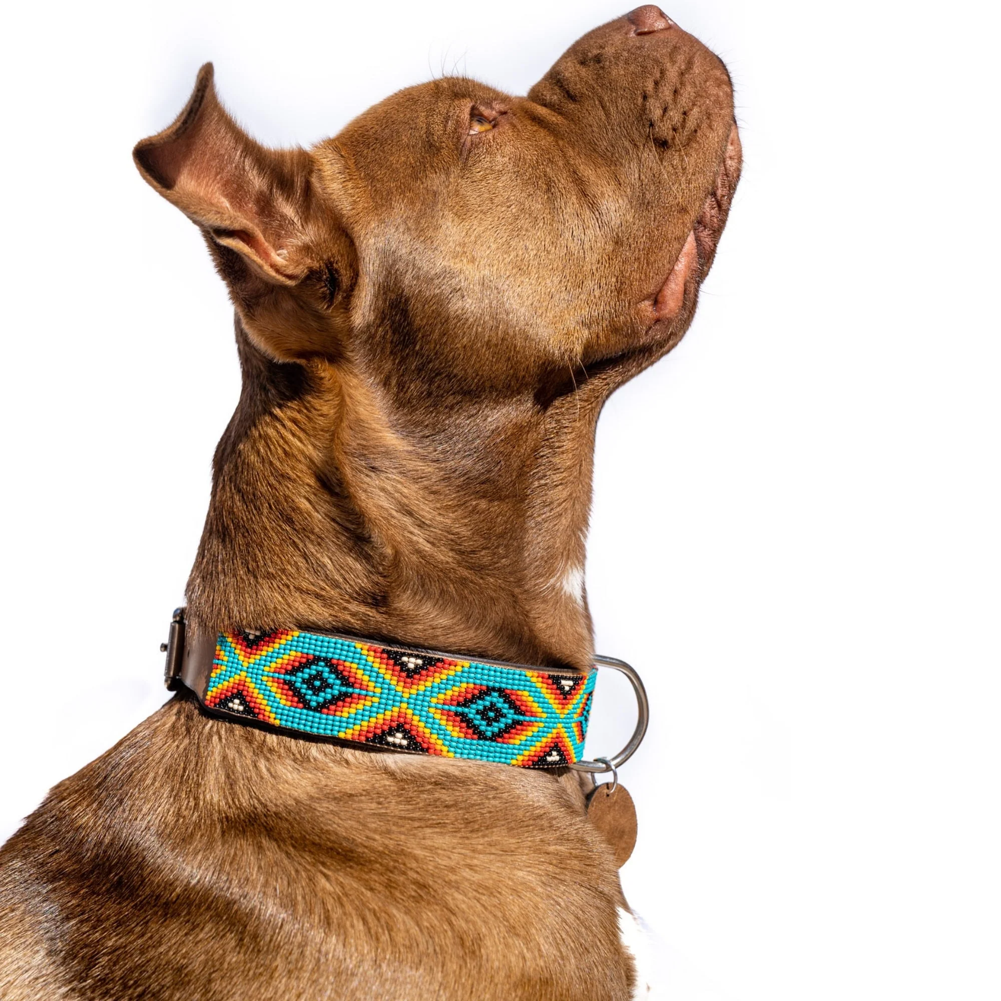 Bahamas Sambboho dog collar (with center D-ring) - Image 3