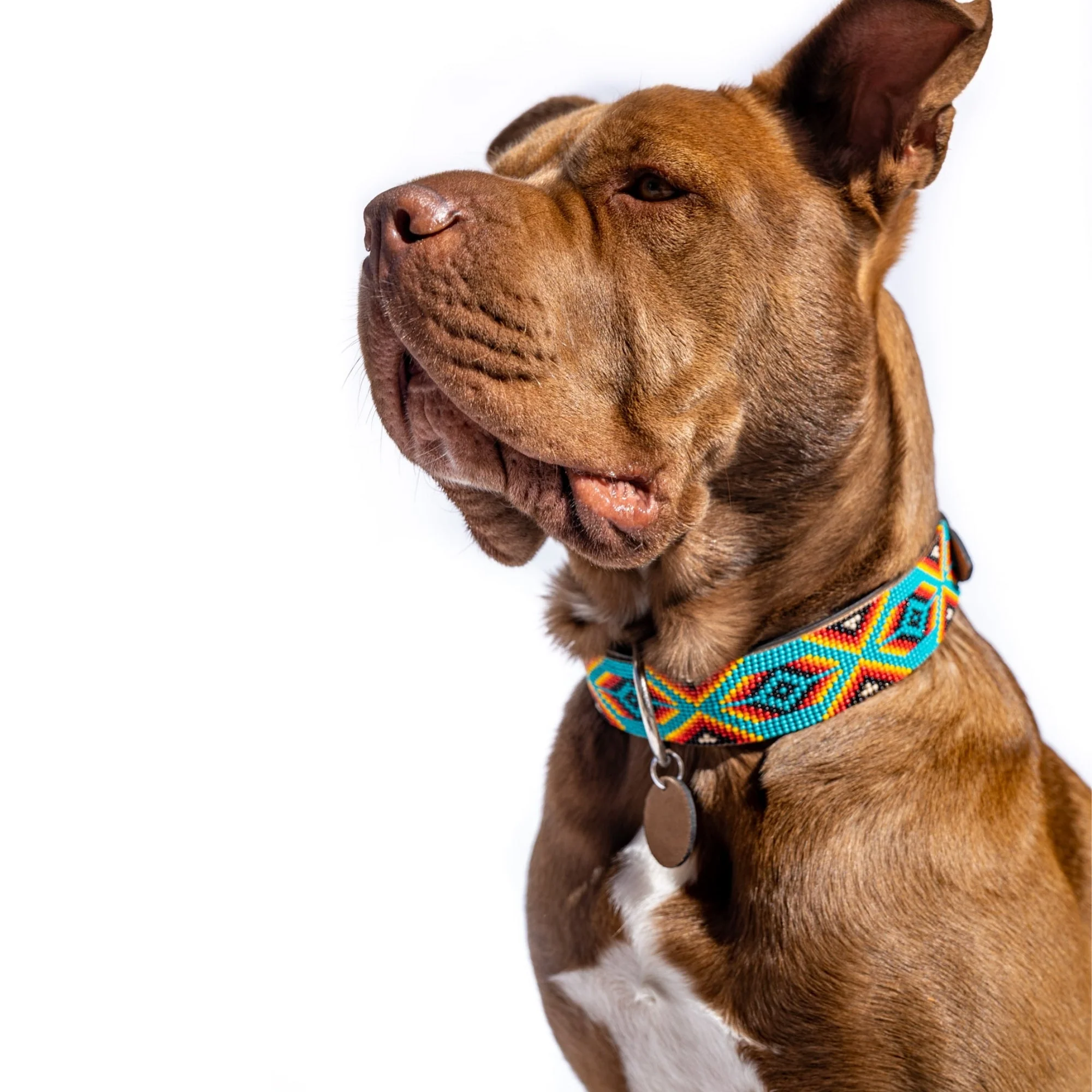 Bahamas Sambboho dog collar (with center D-ring) - Image 4
