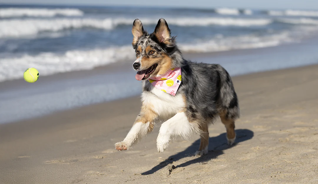 Ball Is Life Dog Bandana - Image 3
