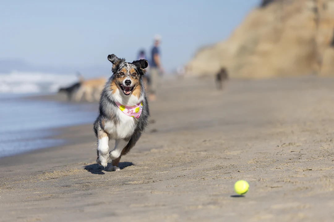 Ball Is Life Dog Bandana - Image 4