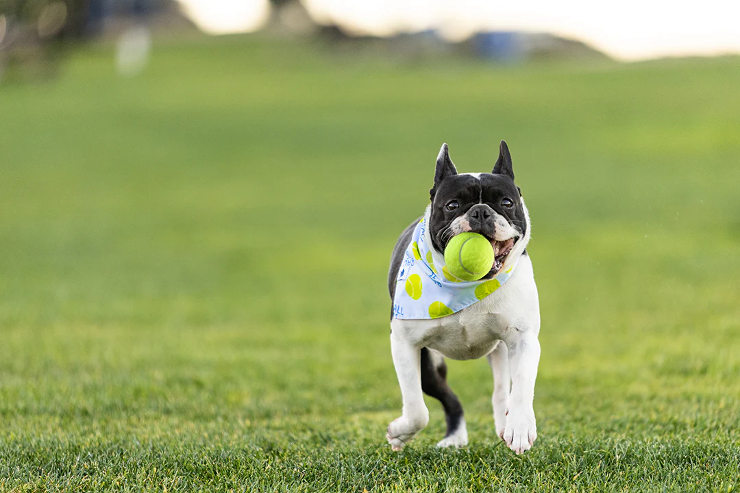 Ball Is Life Dog Bandana - Image 6