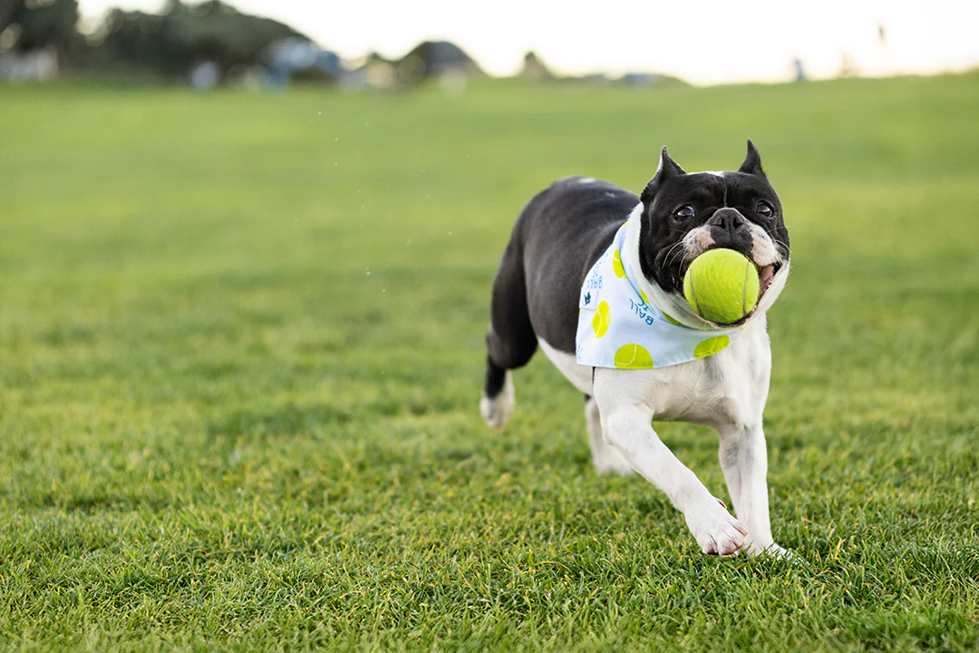 Ball Is Life Dog Bandana - Image 7