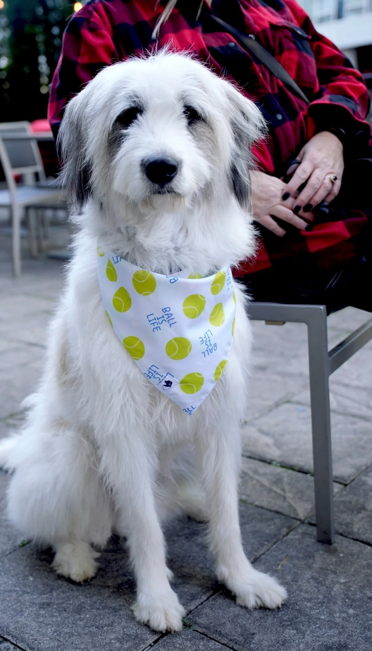 Ball Is Life Dog Bandana - Image 8