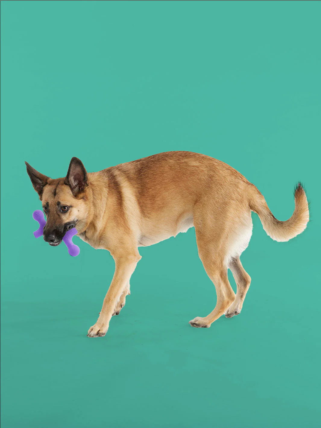 BallBone MAX - Image 3