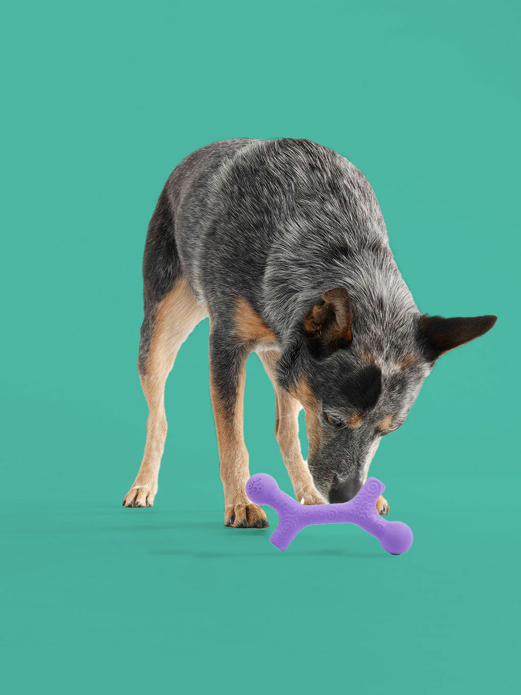 BallBone MAX - Image 4