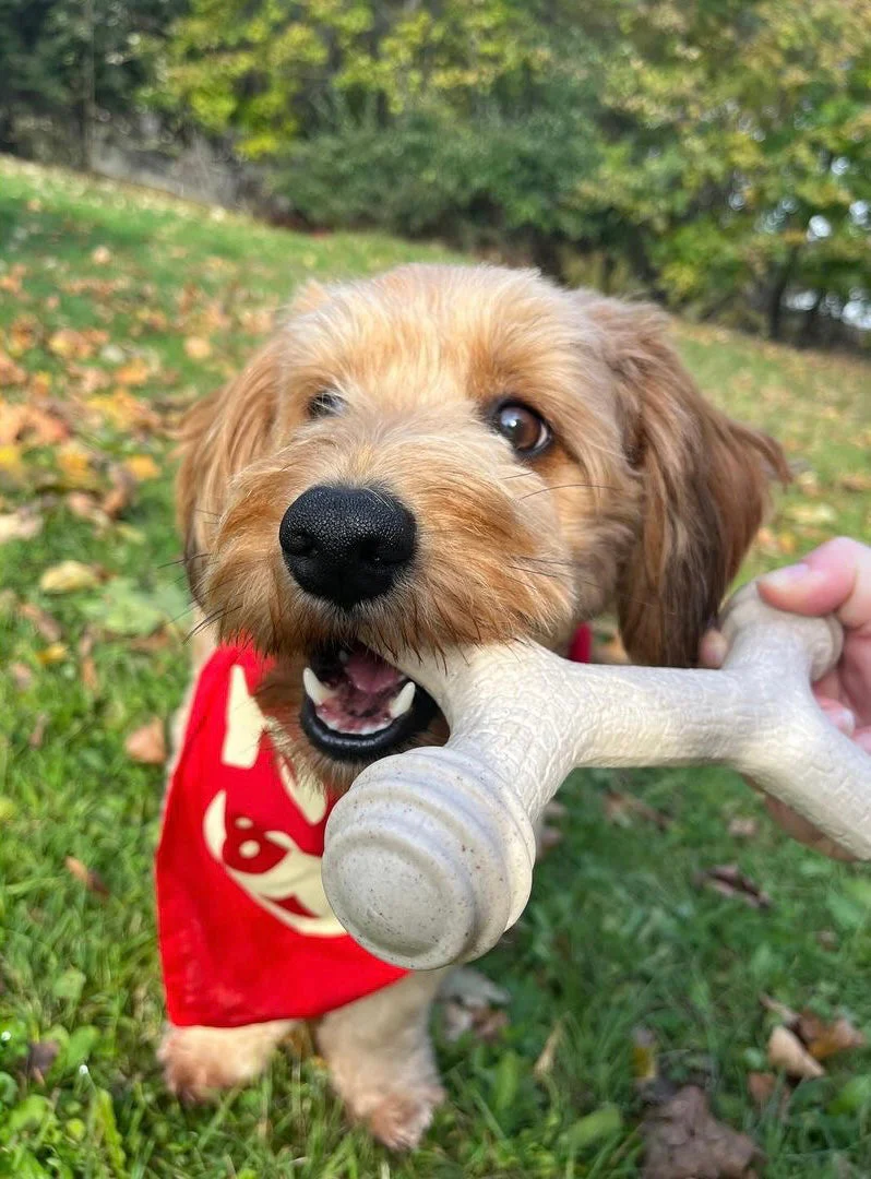 Barkin' Bone - Image 7