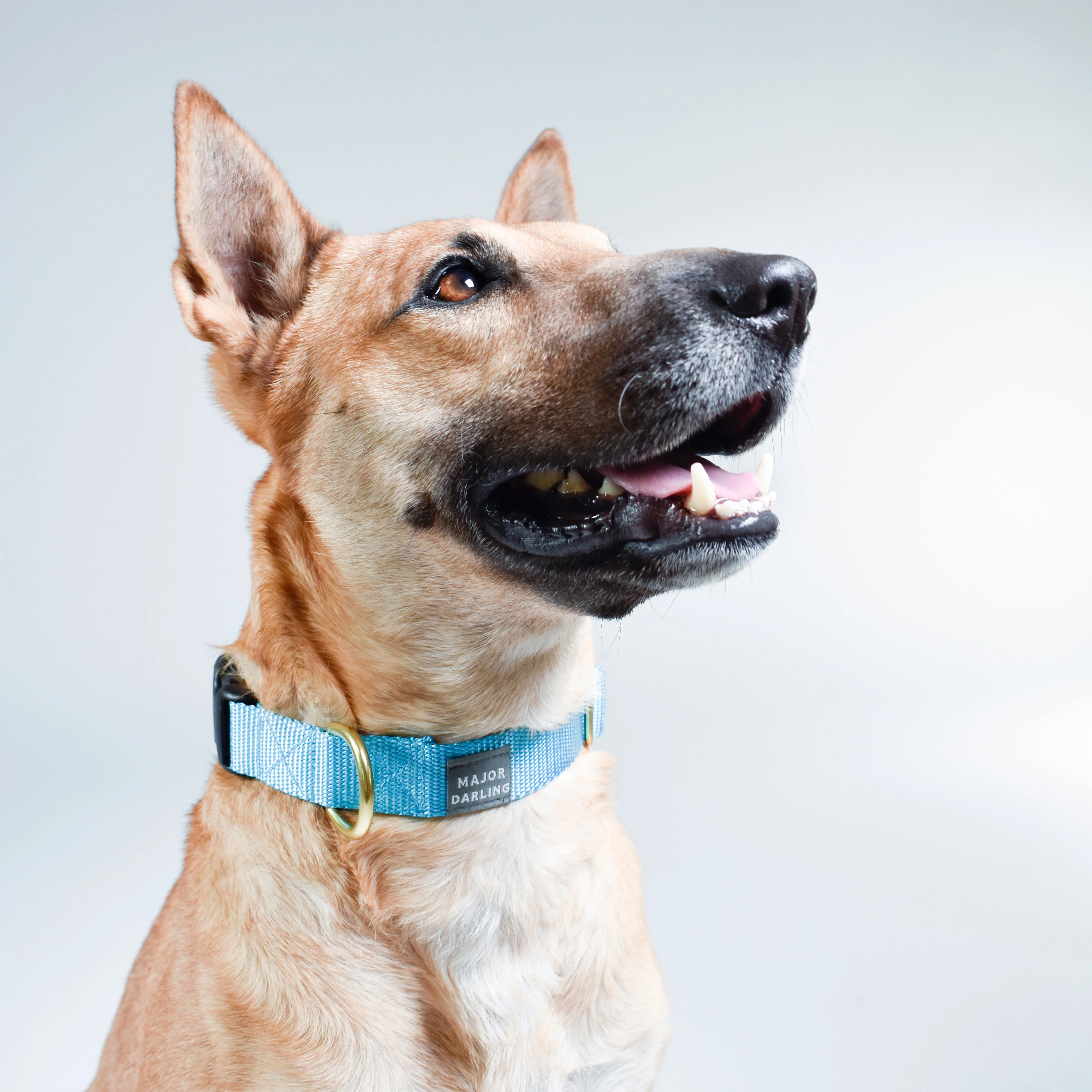basic snap collar - Image 2