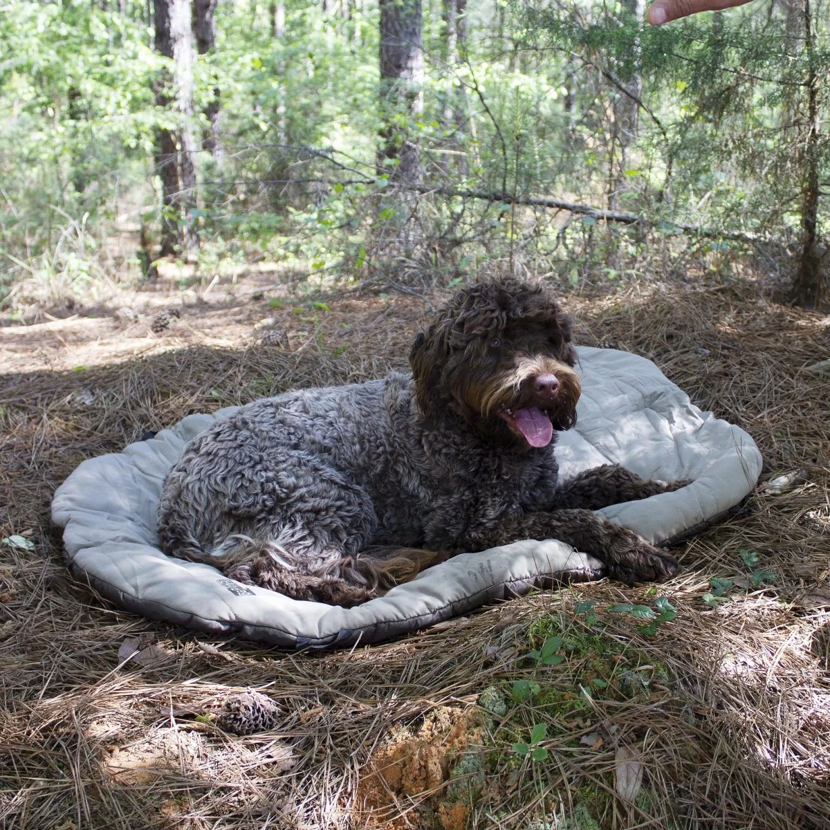 Bed 'n a Bag Travel Dog Bed - Image 7