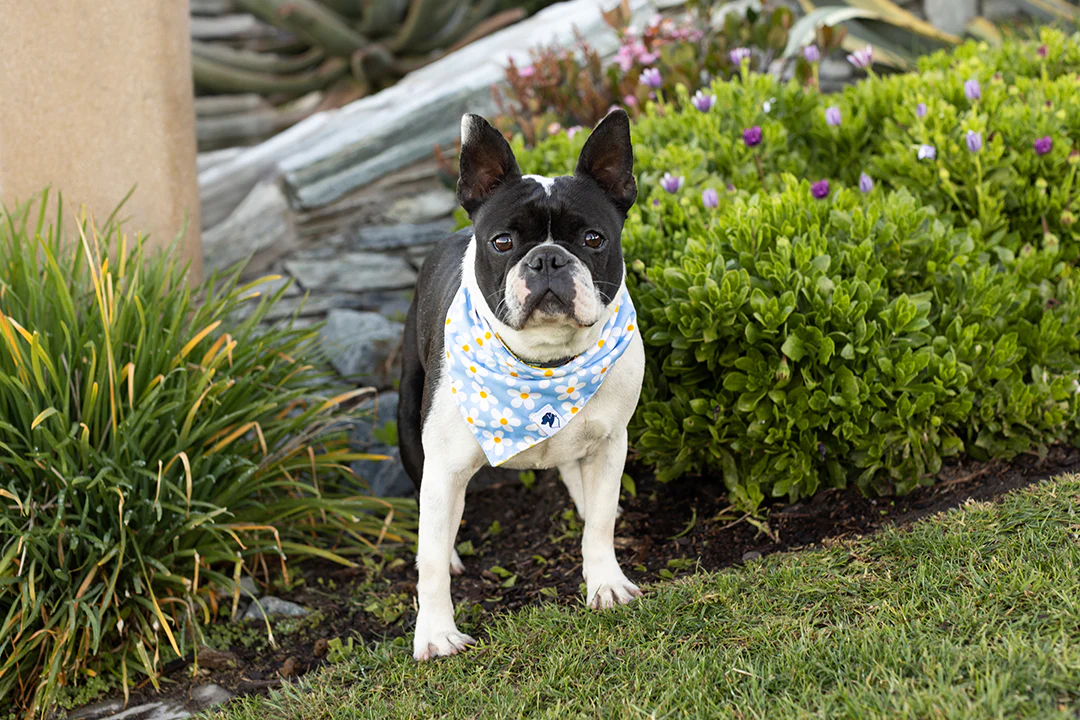Bees & Daisy Dog Bandana - Image 3