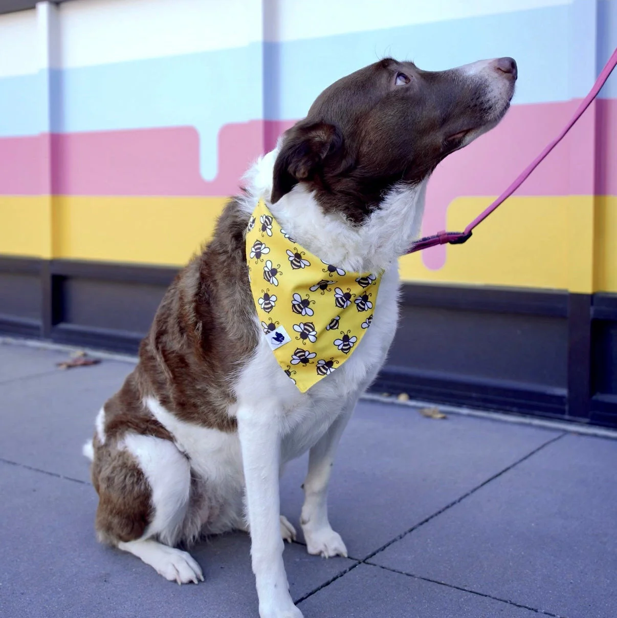 Bees & Daisy Dog Bandana - Image 4