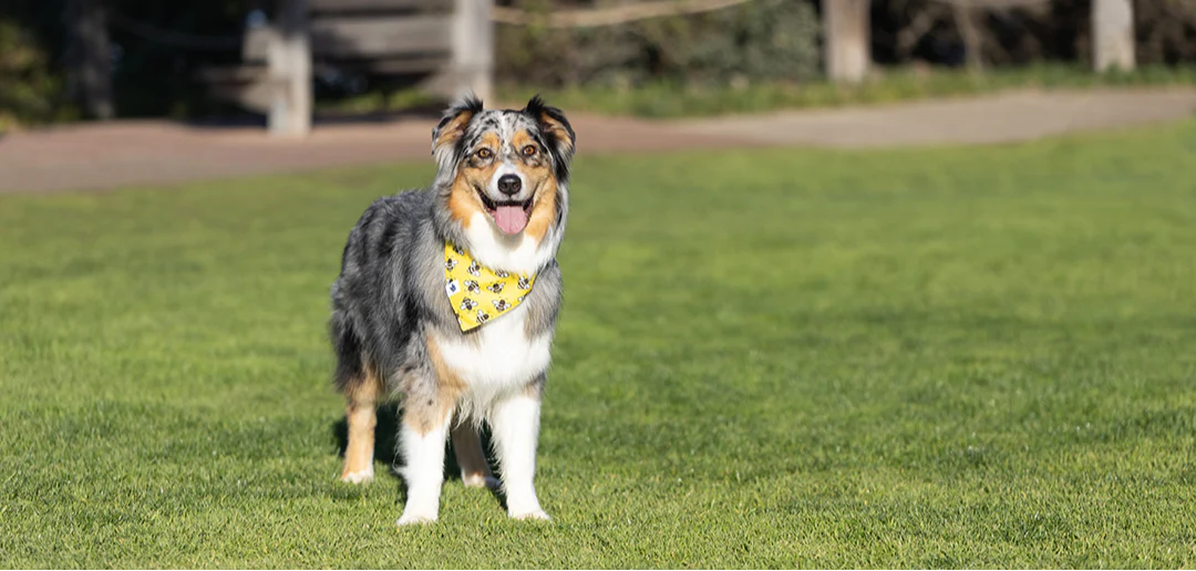 Bees & Daisy Dog Bandana - Image 5