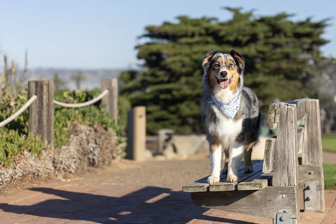 Bees & Daisy Dog Bandana - Image 6