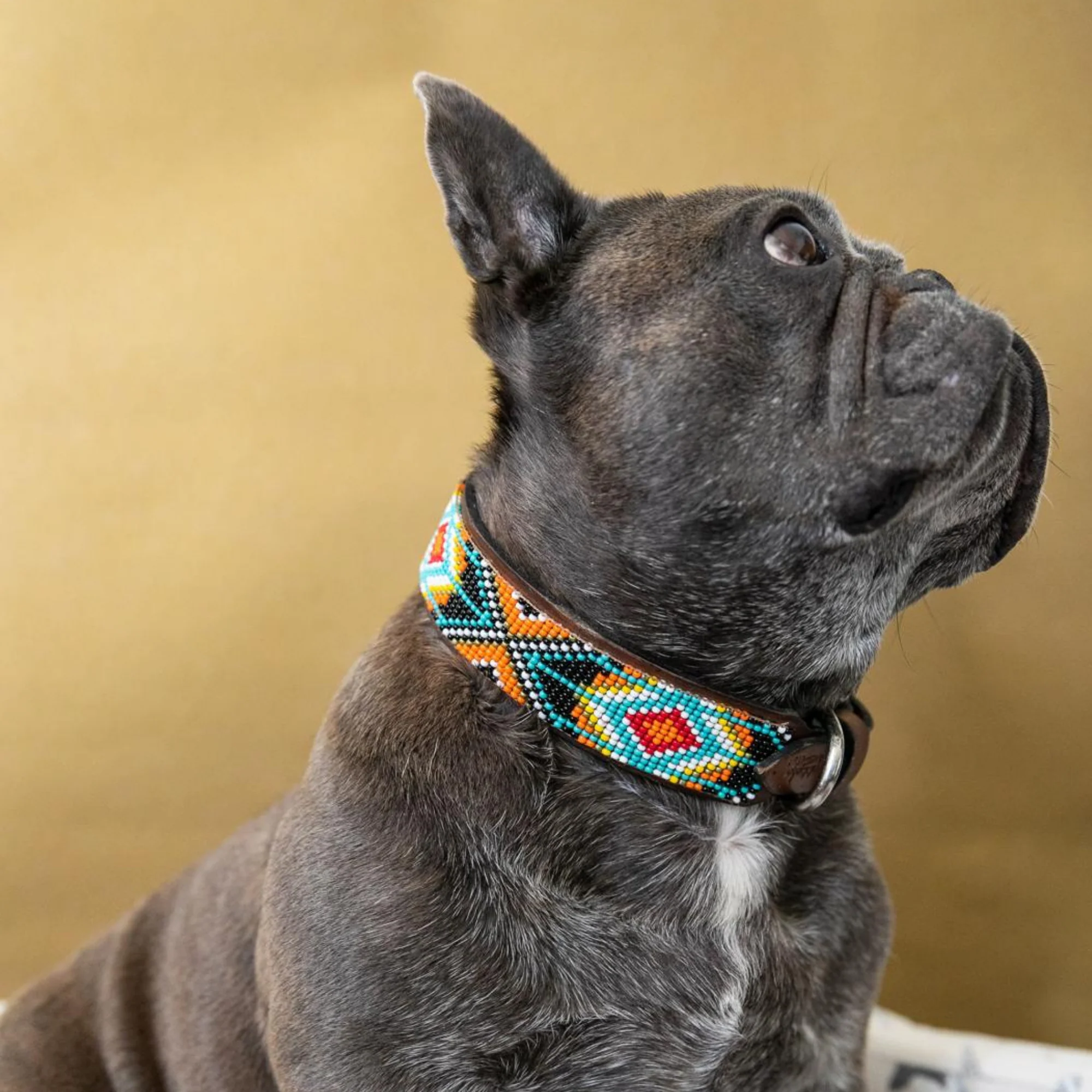 Biarritz Sambboho dog collar - Image 6