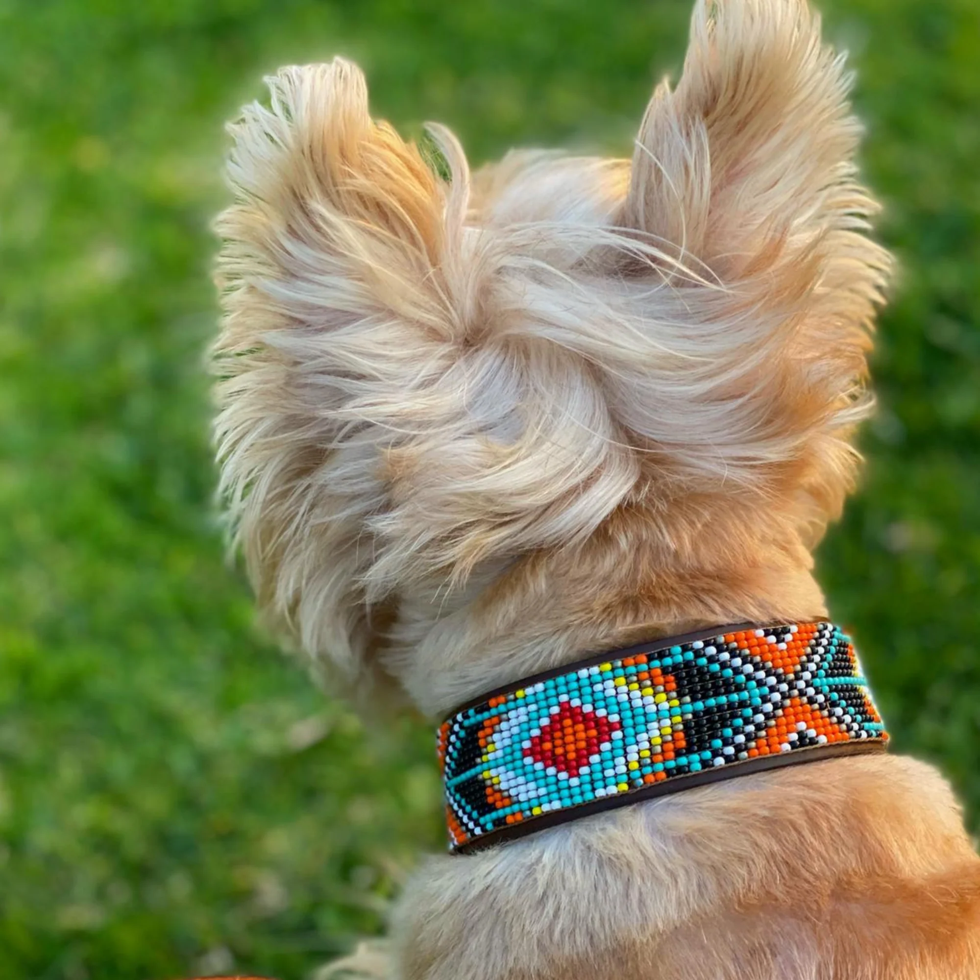 Biarritz Sambboho dog collar - Image 7